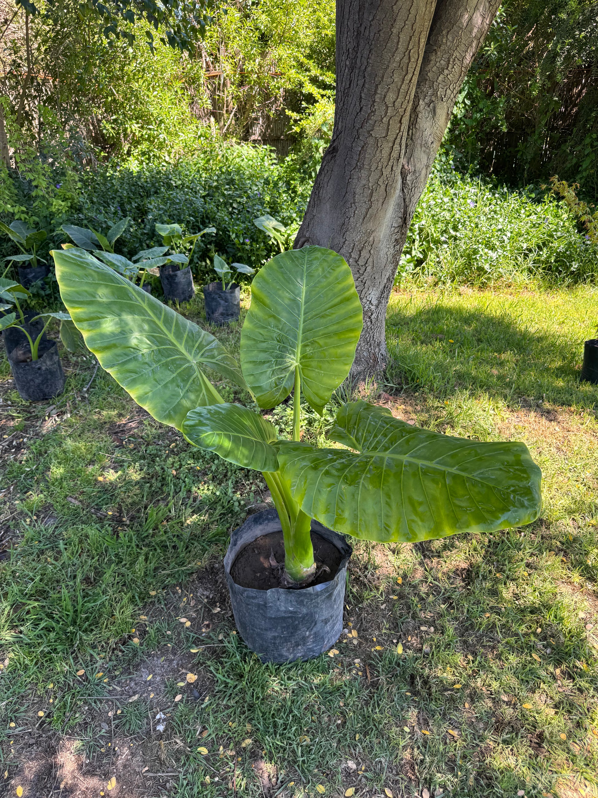 Mantos de Eva Grandes altura 150 centímetros aprox., en bolsa.