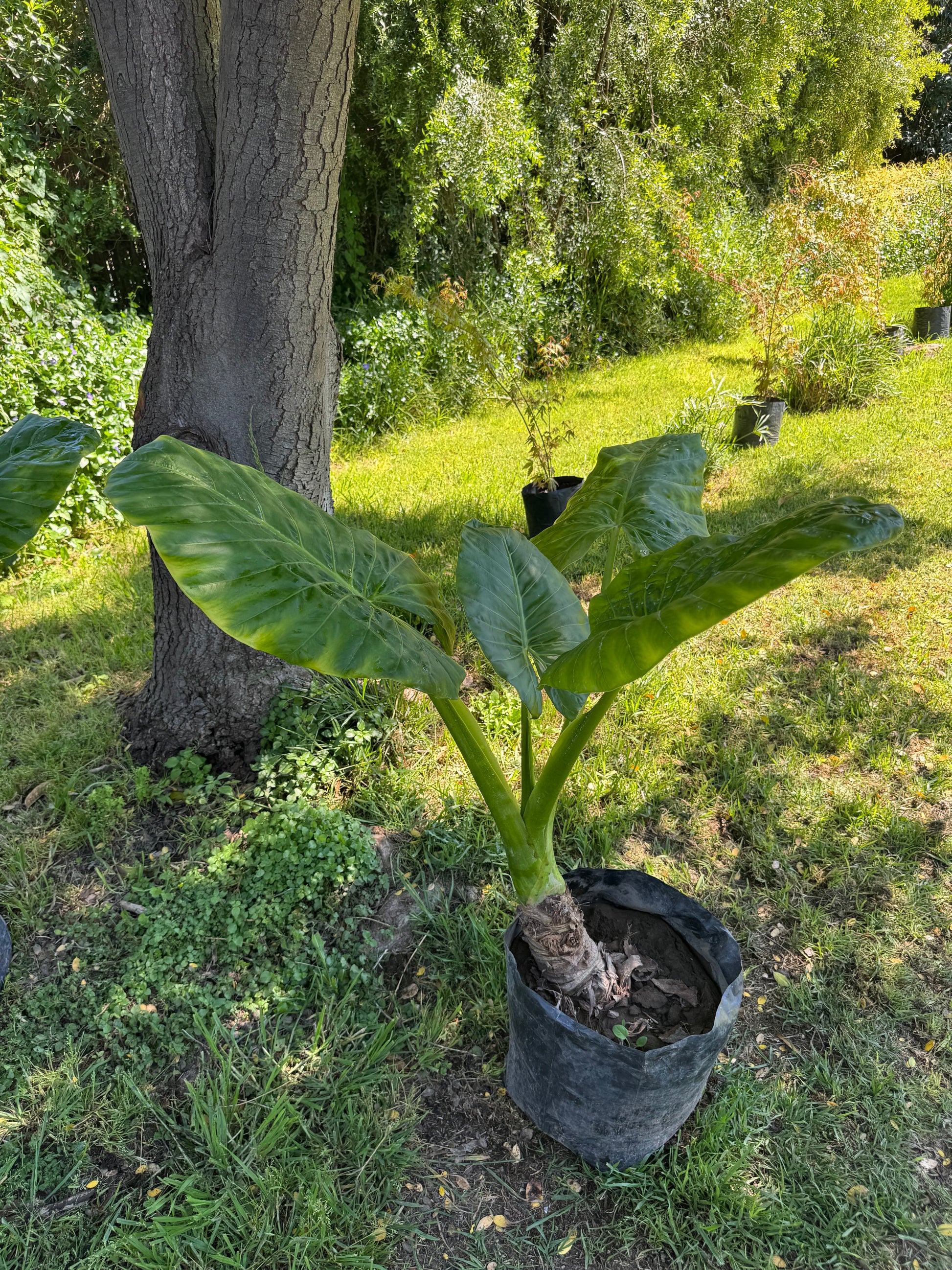 Mantos de Eva Grandes altura 150 centímetros aprox., en bolsa.