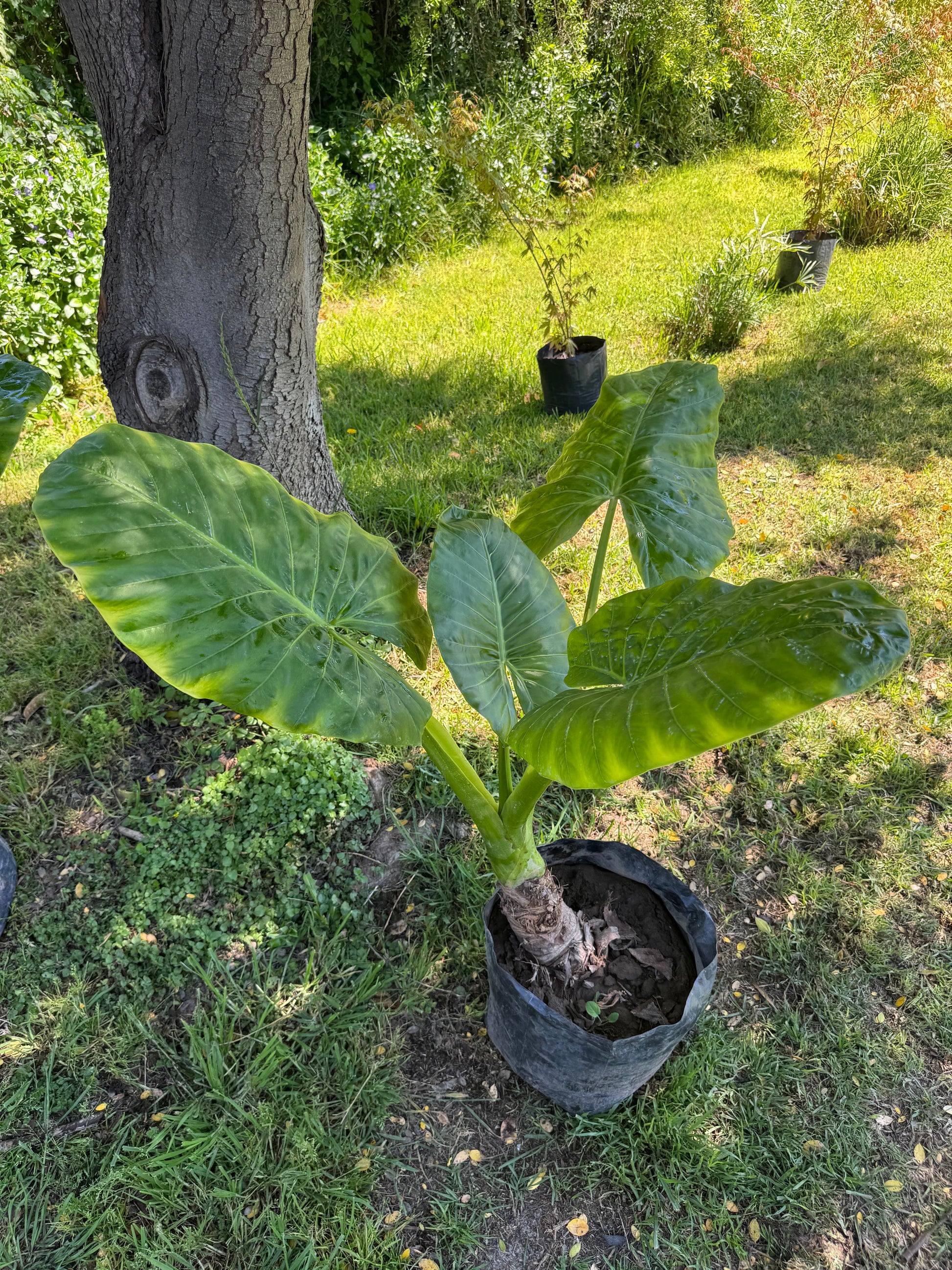 Mantos de Eva Grandes altura 150 centímetros aprox., en bolsa.