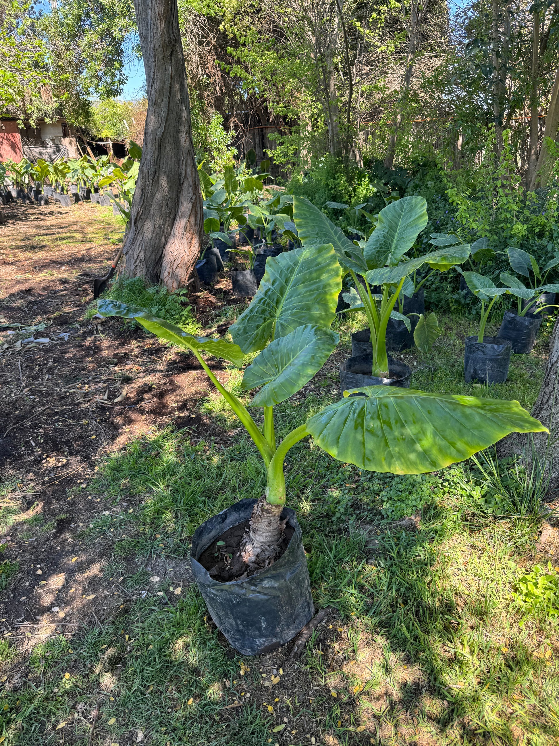 Mantos de Eva Grandes altura 150 centímetros aprox., en bolsa.