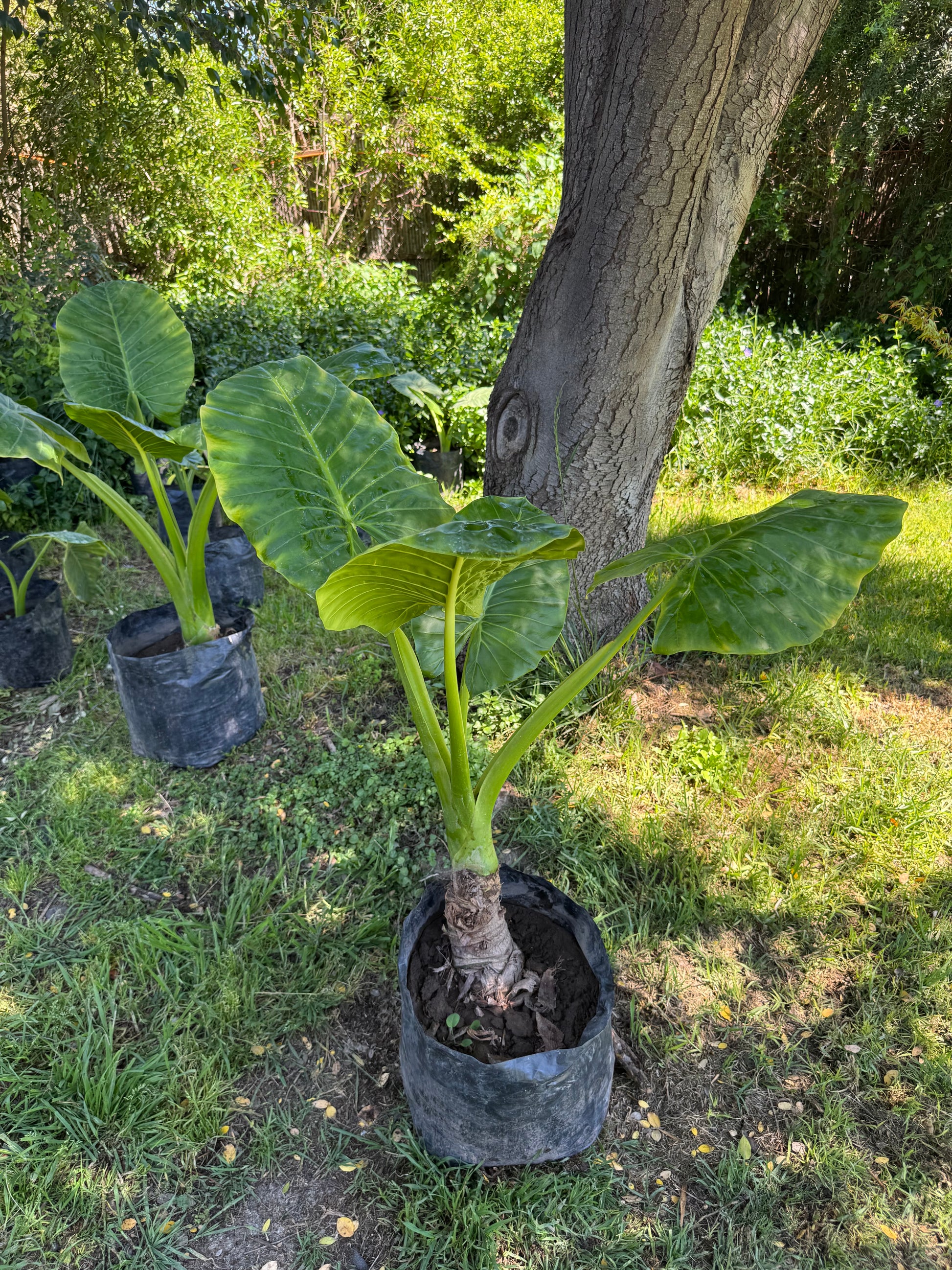 Mantos de Eva Grandes altura 150 centímetros aprox., en bolsa.