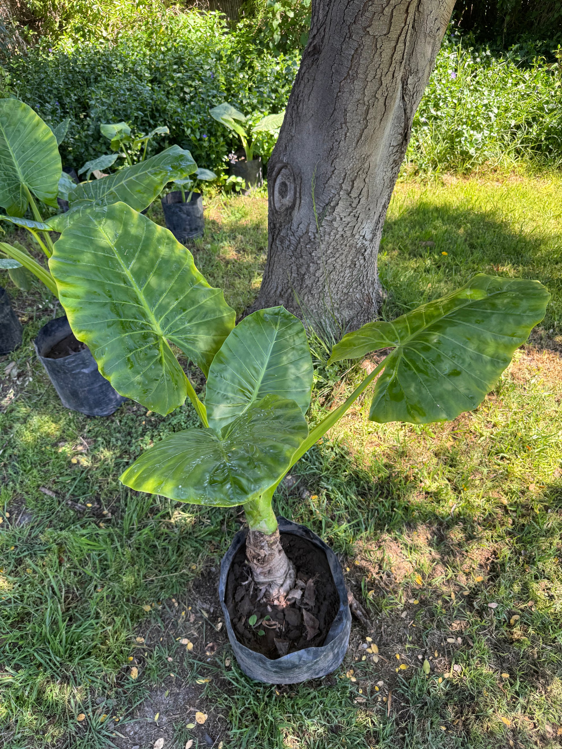 Mantos de Eva Grandes altura 150 centímetros aprox., en bolsa.