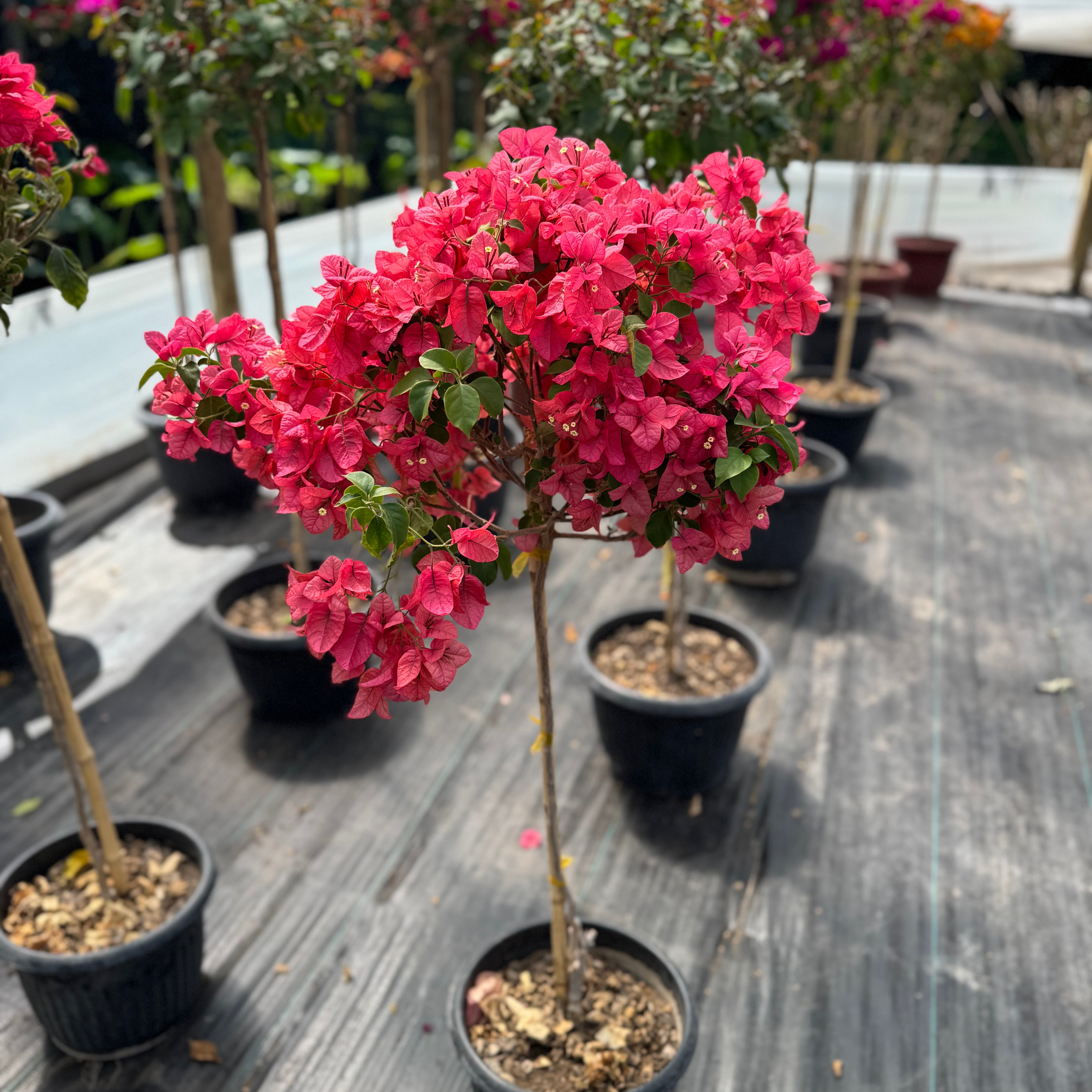 Bugamibilia Pie Alto Mediano