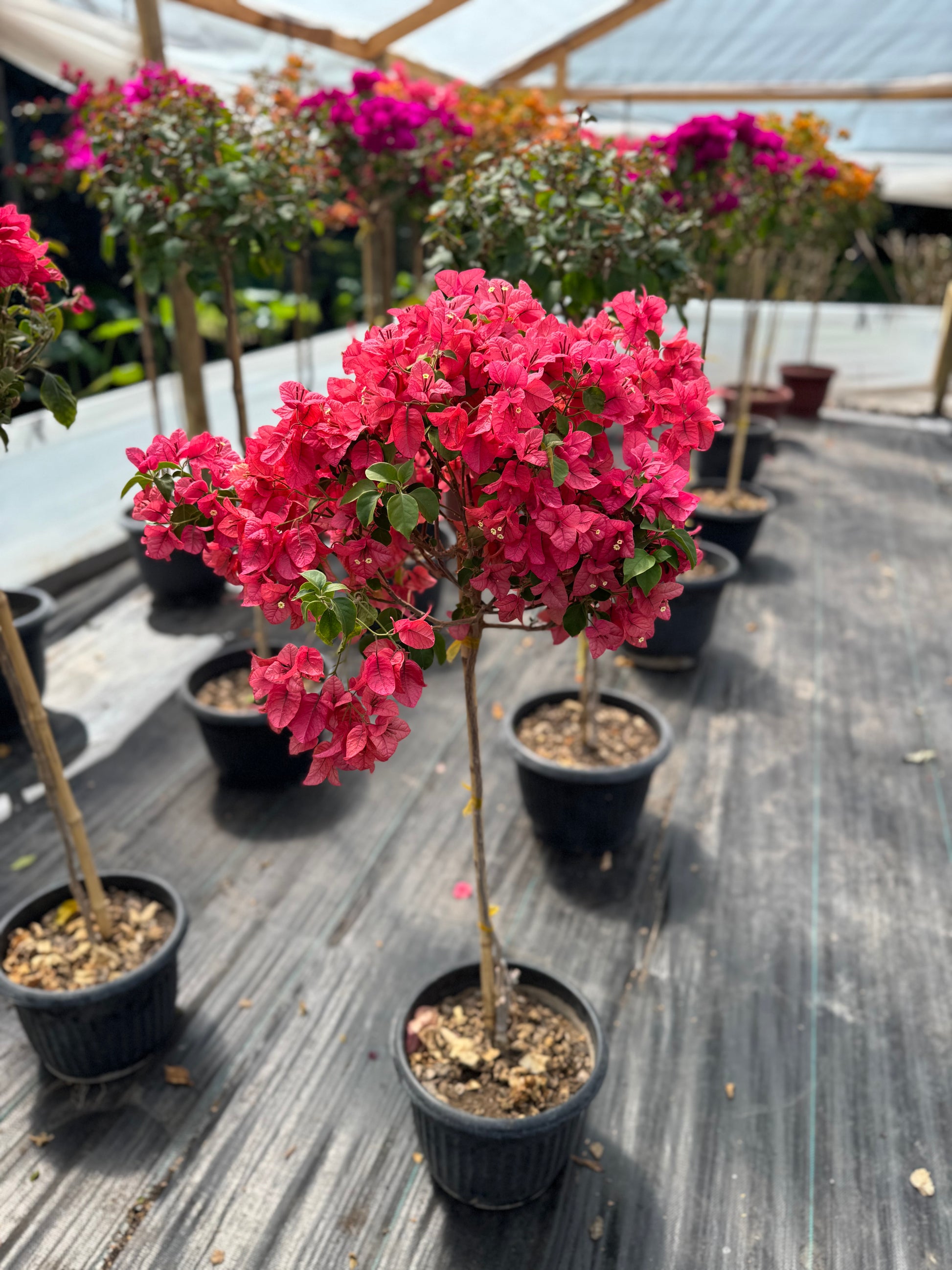 Bugamibilia Pie Alto Mediano