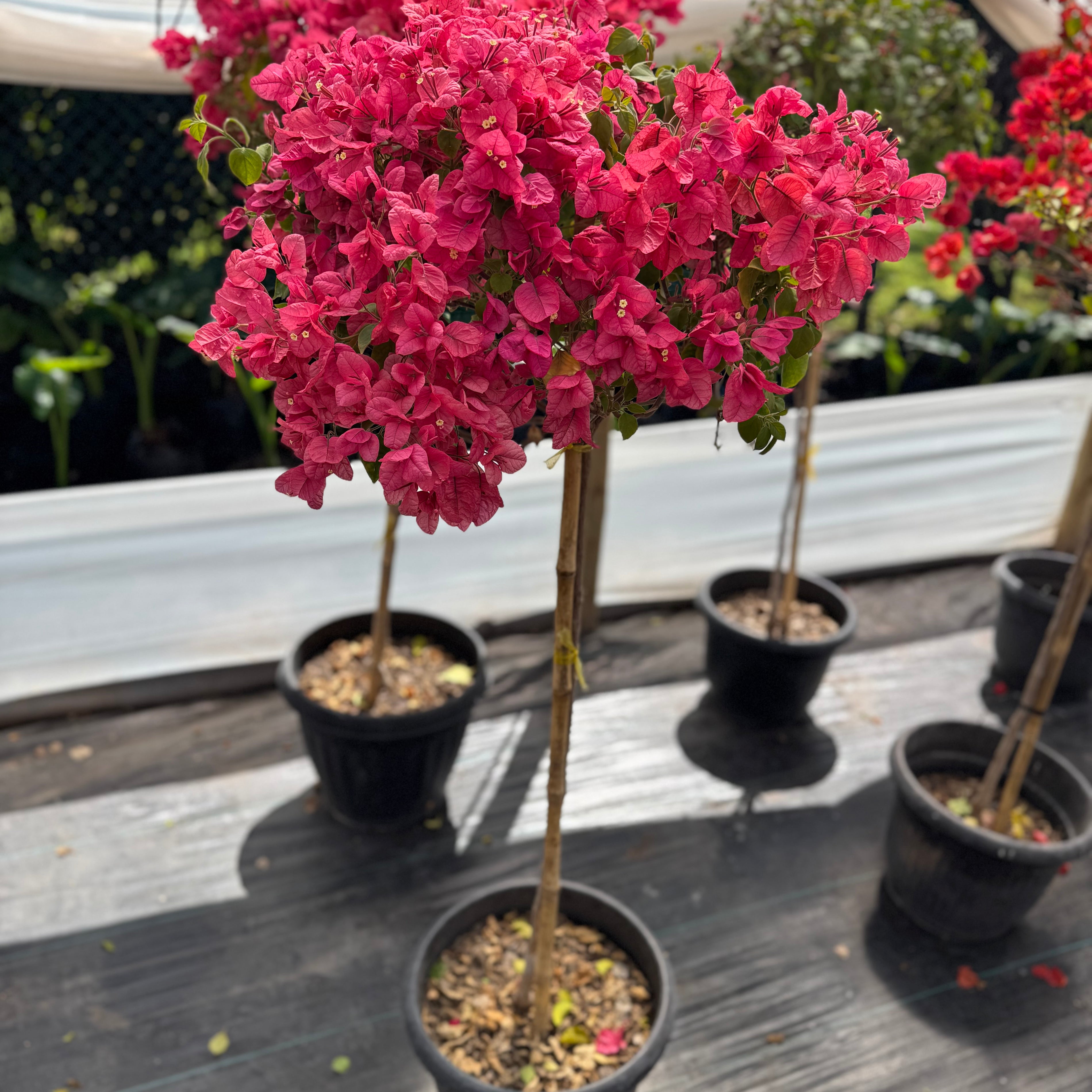 Bugamibilia Pie Alto Grande