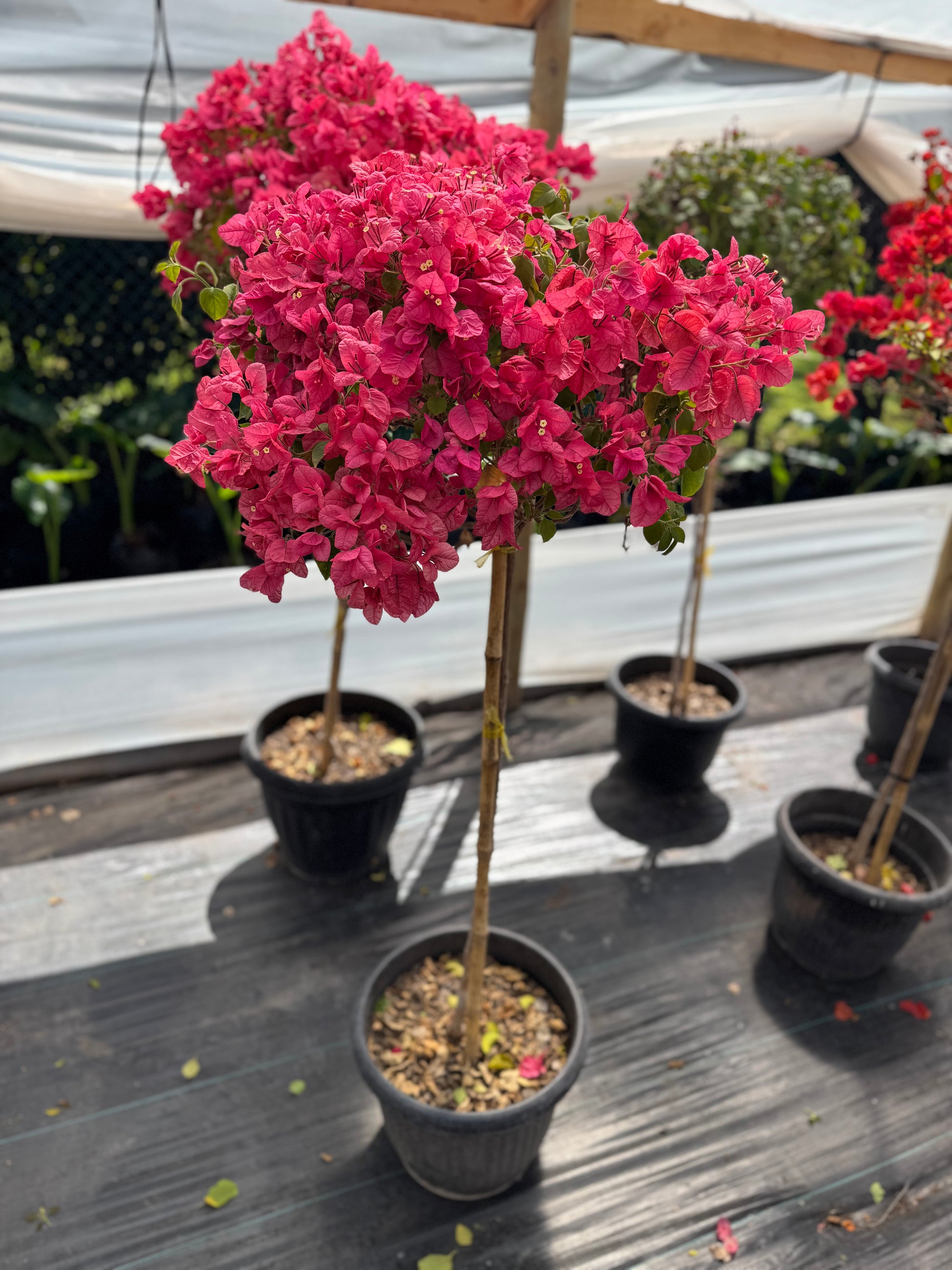 Bugamibilia Pie Alto Grande