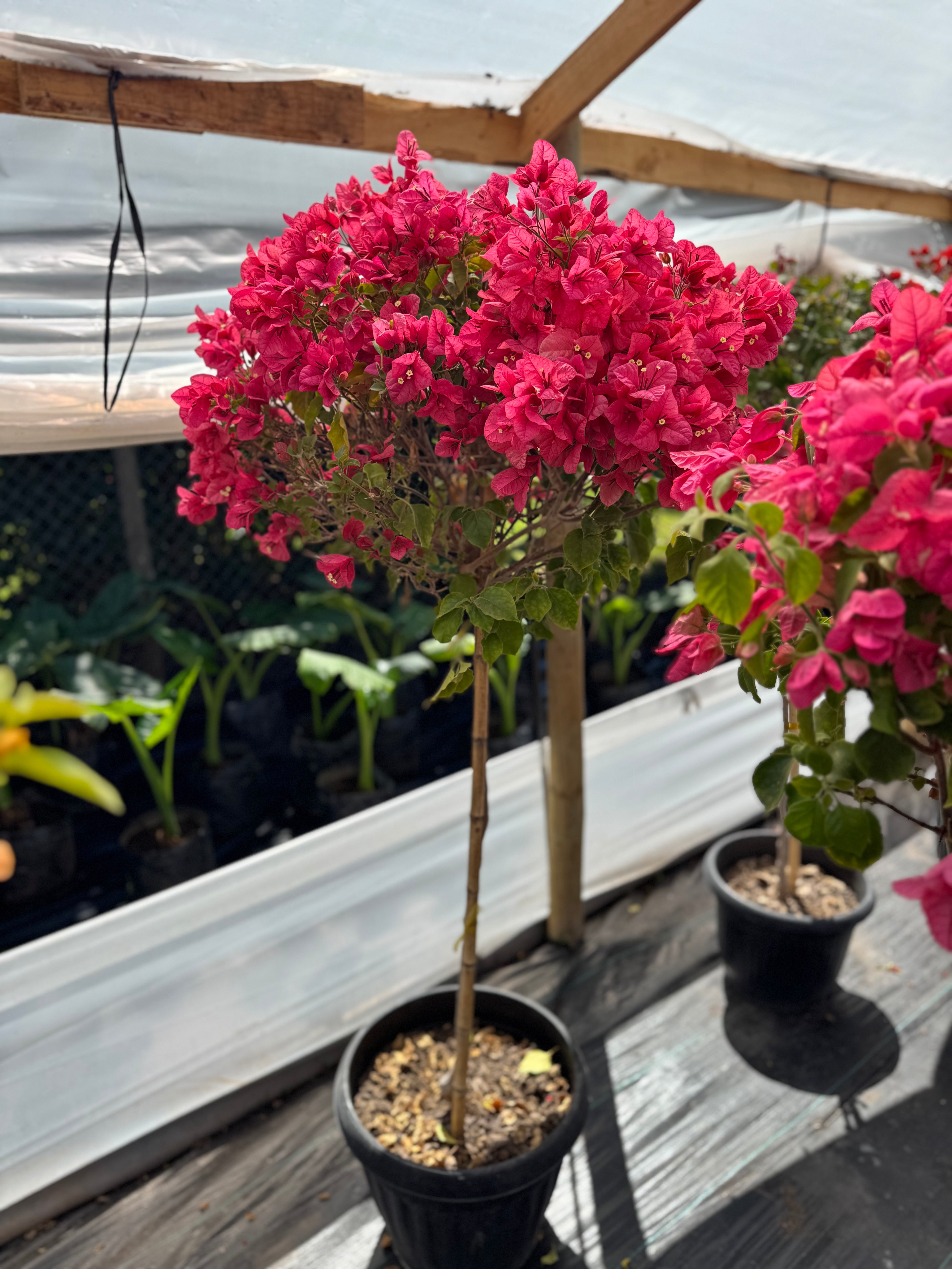 Bugamibilia Pie Alto Grande