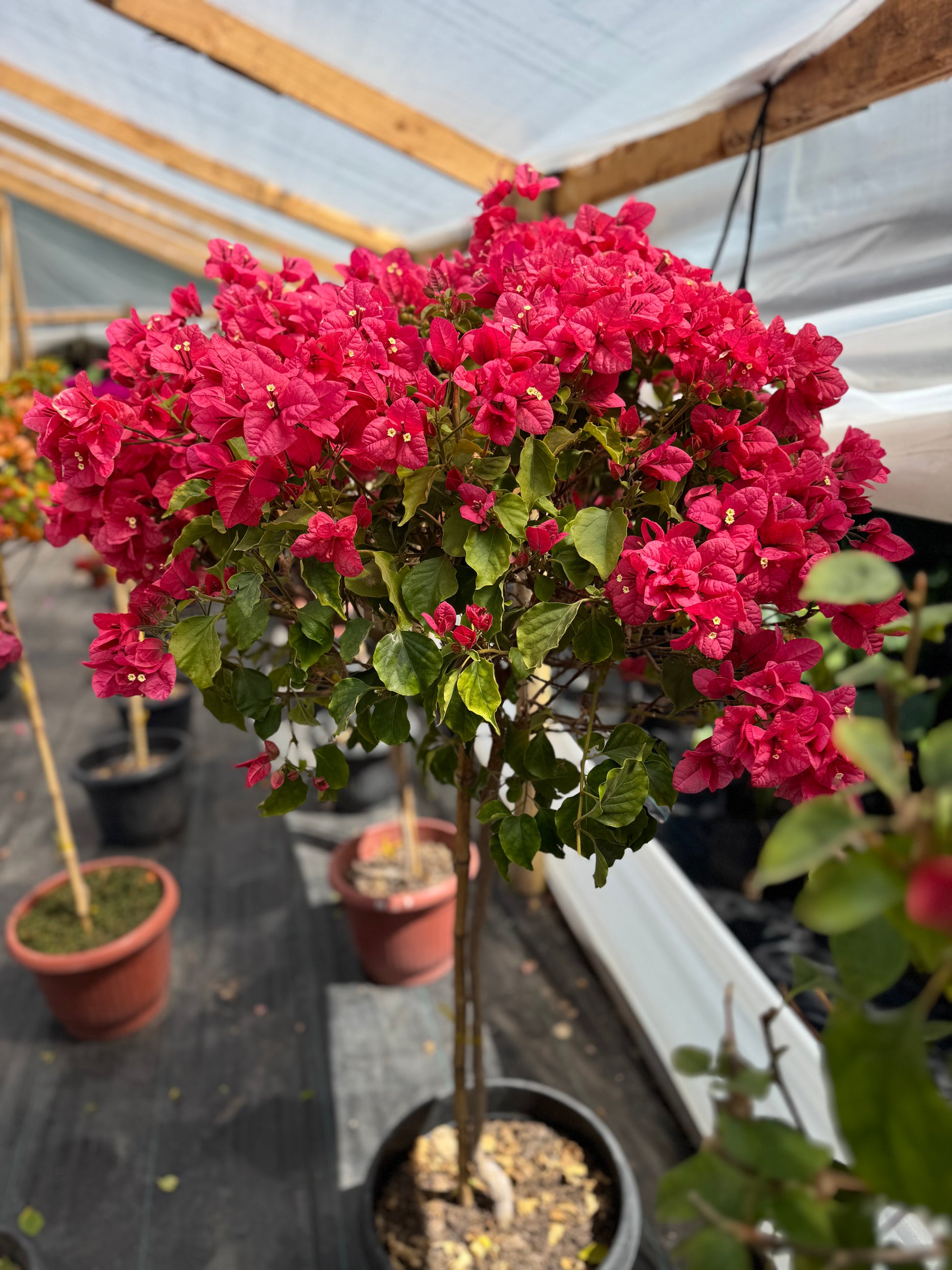 Bugamibilia Pie Alto Grande