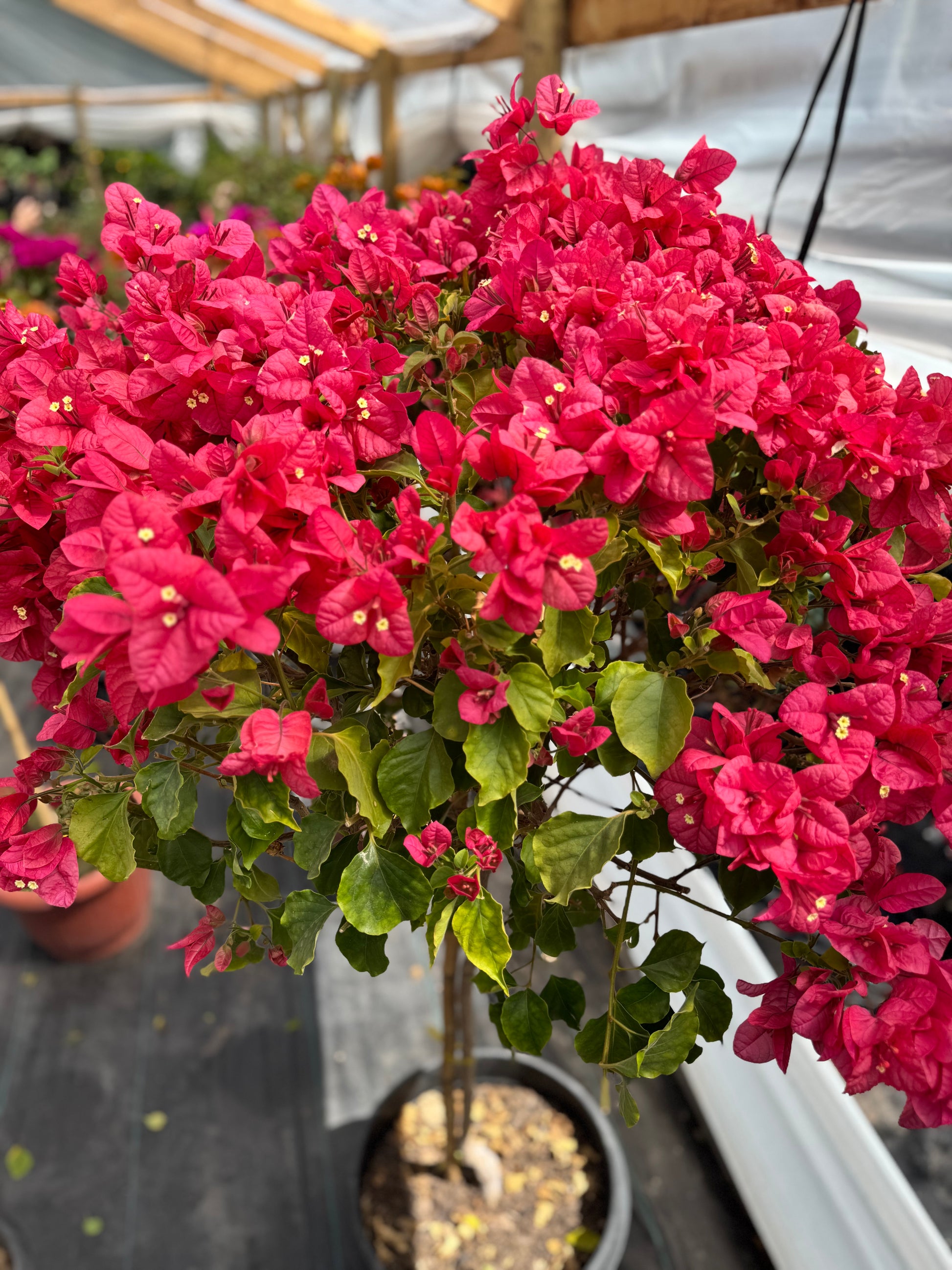 Bugamibilia Pie Alto Grande