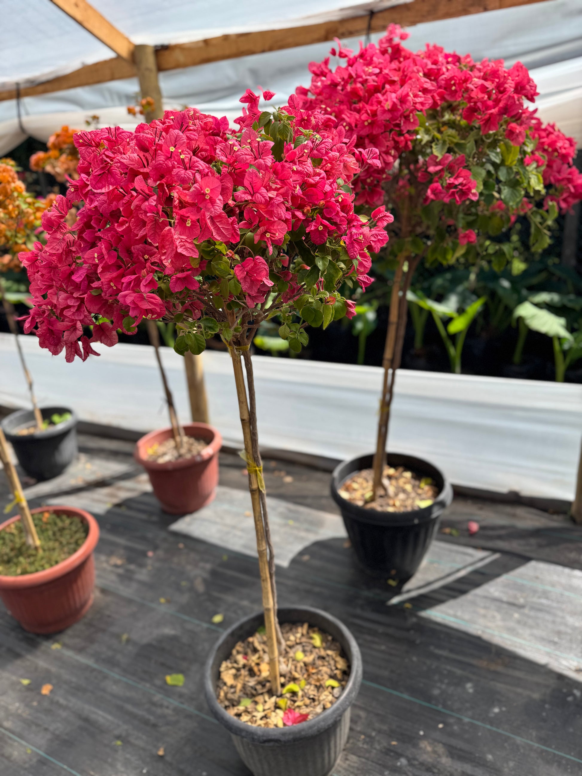 Bugamibilia Pie Alto Grande