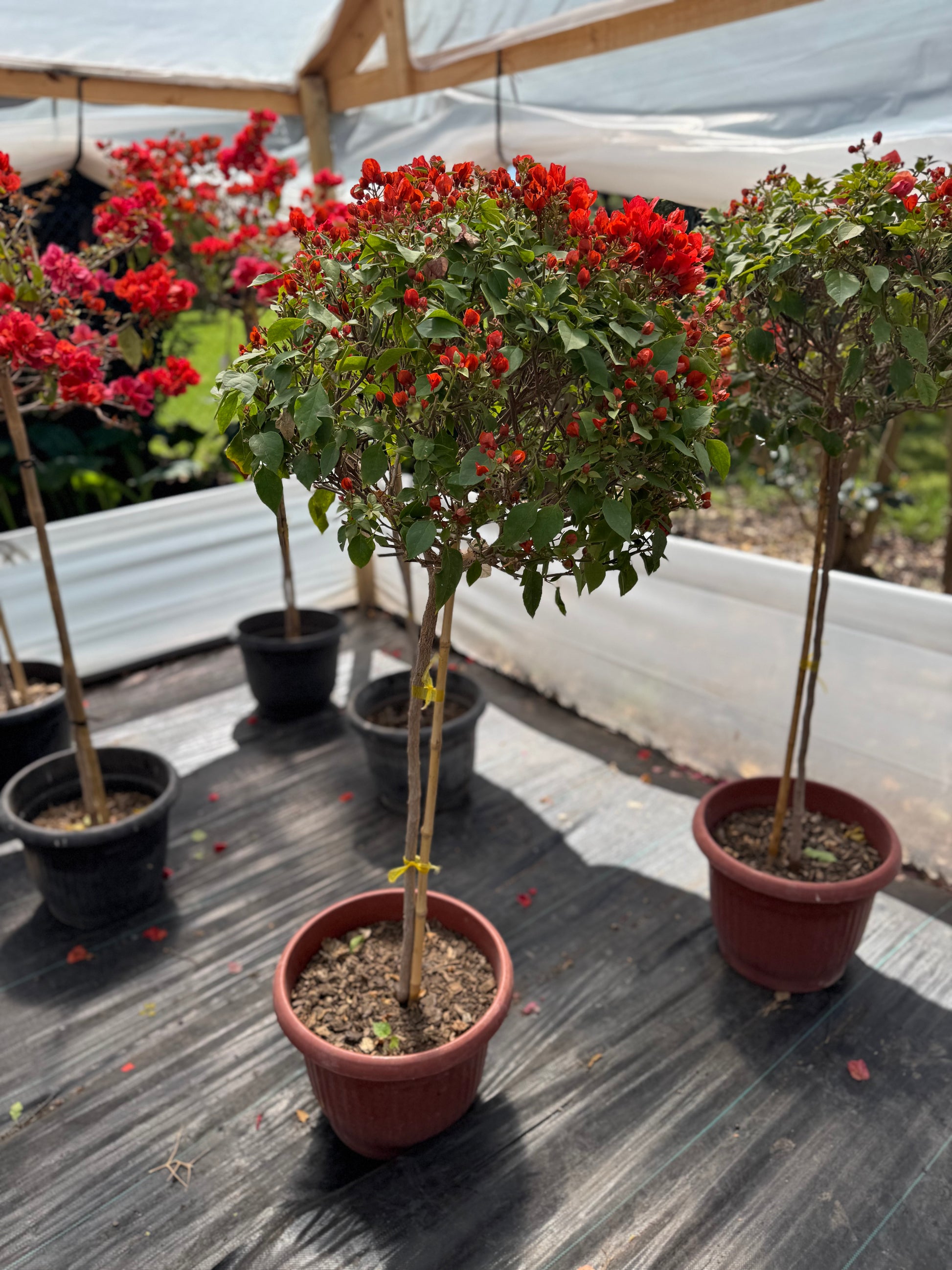 Bugamibilia Pie Alto Grande