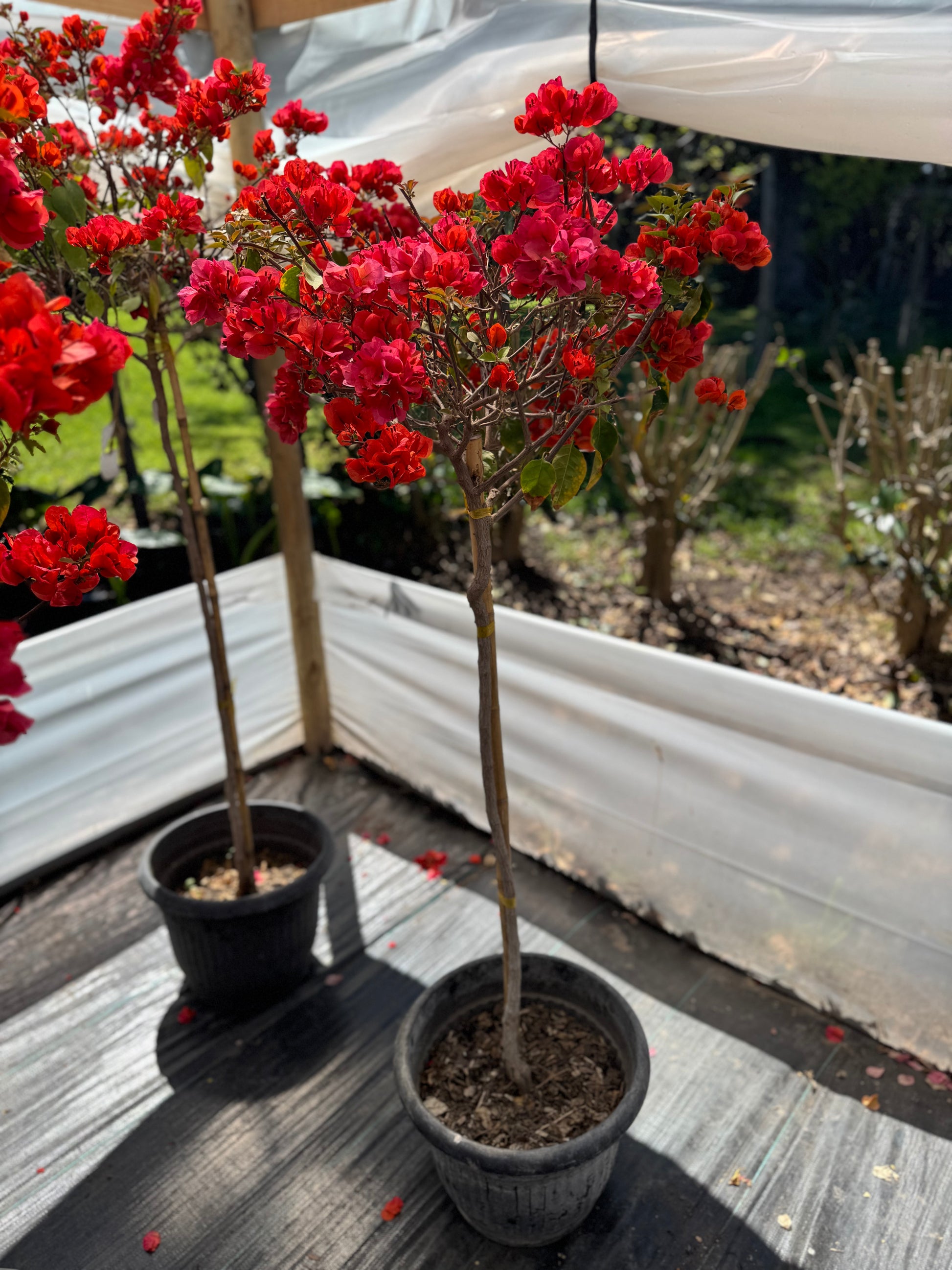 Bugamibilia Pie Alto Grande