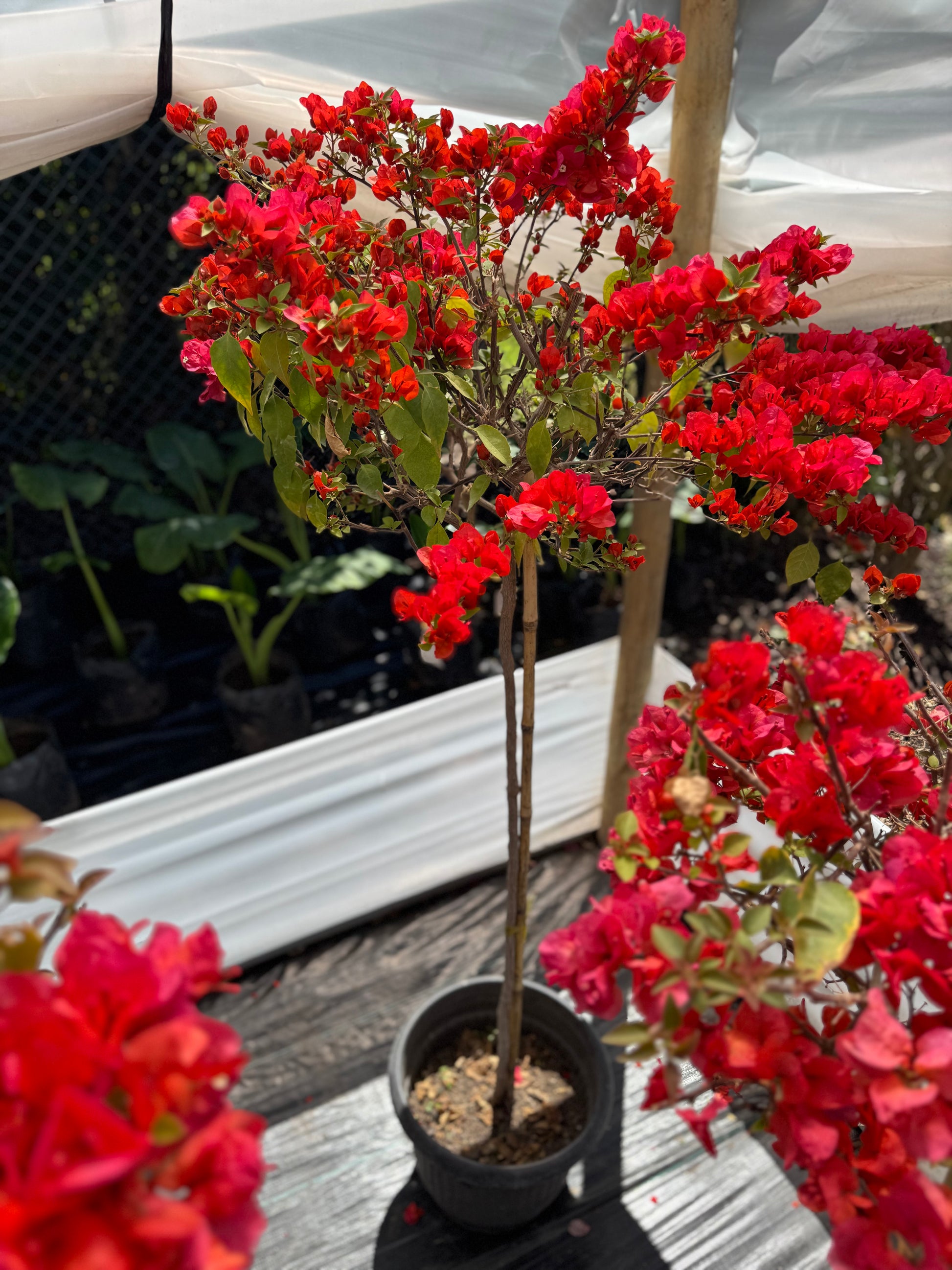 Bugamibilia Pie Alto Grande