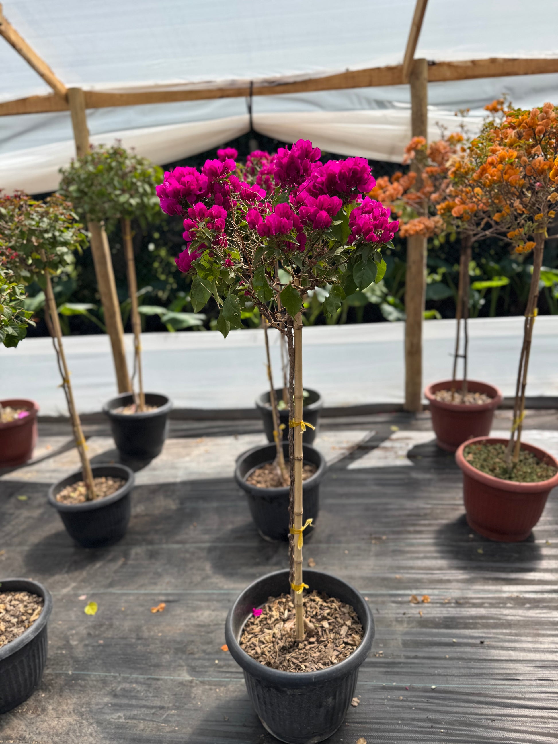 Bugamibilia Pie Alto Grande