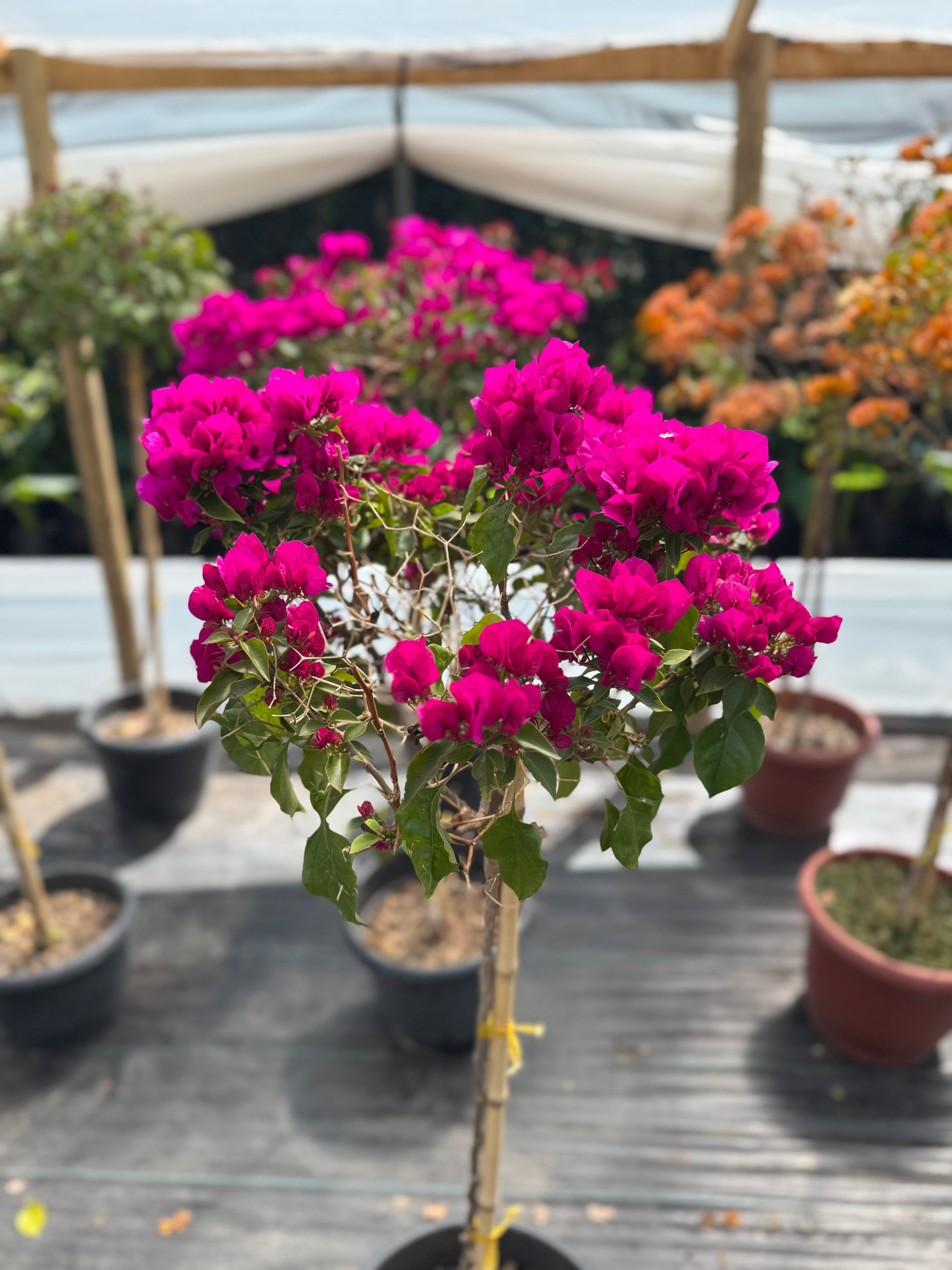 Bugamibilia Pie Alto Grande