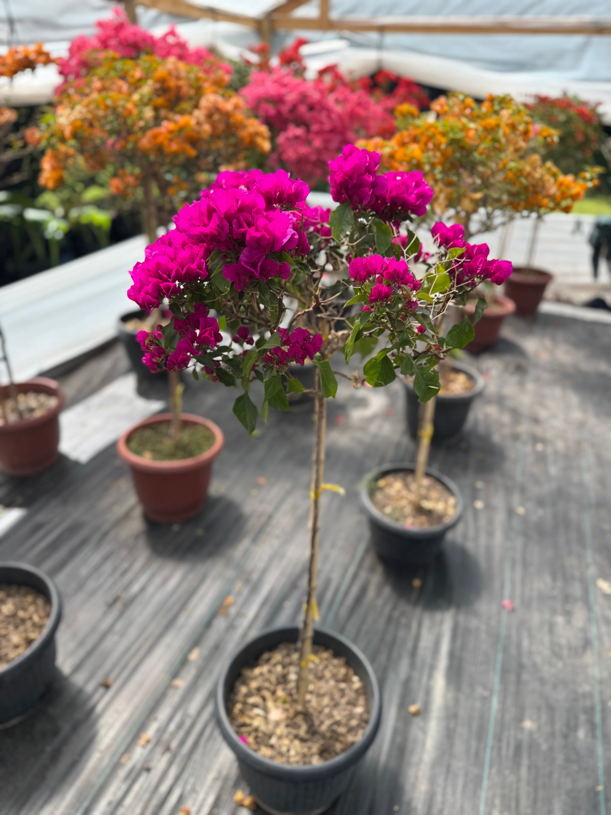 Bugamibilia Pie Alto Grande