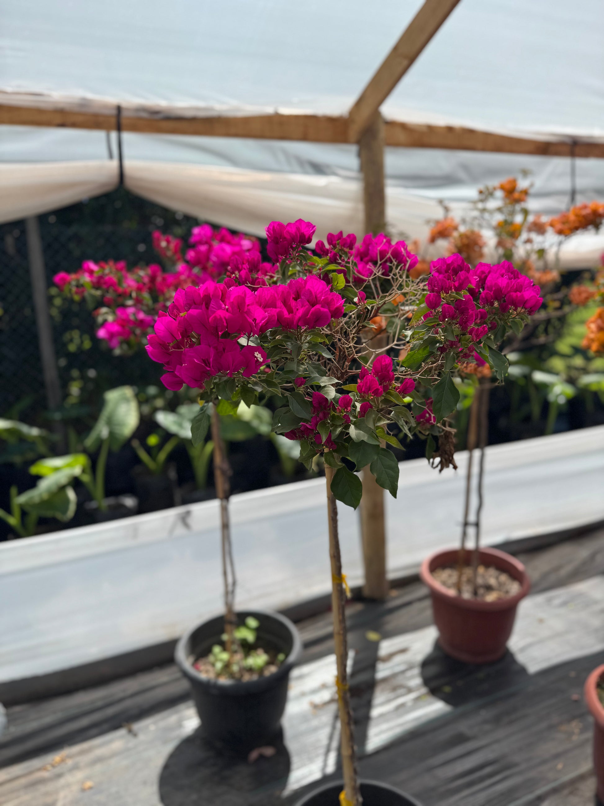 Bugamibilia Pie Alto Grande