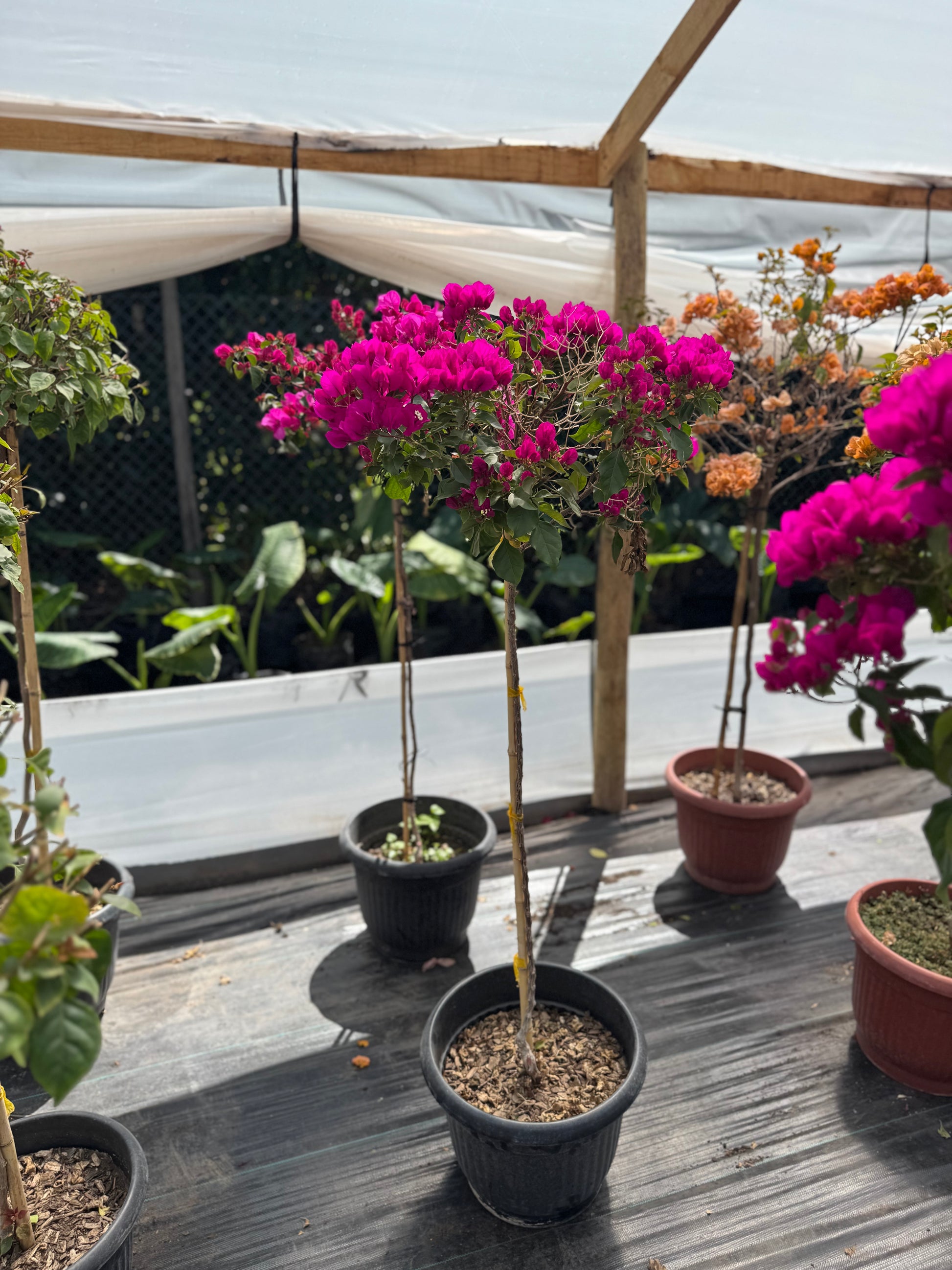 Bugamibilia Pie Alto Grande