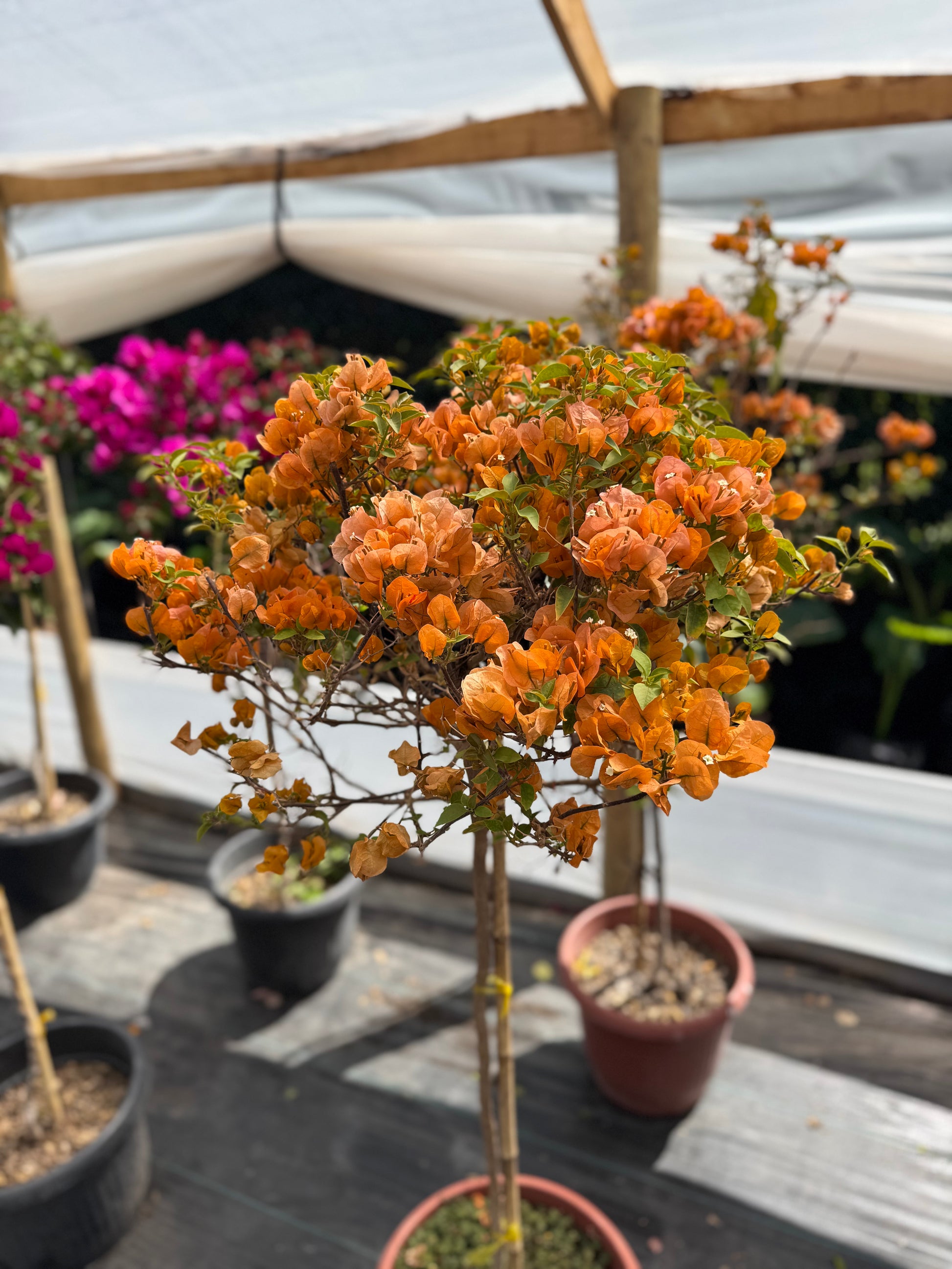 Bugamibilia Pie Alto Grande