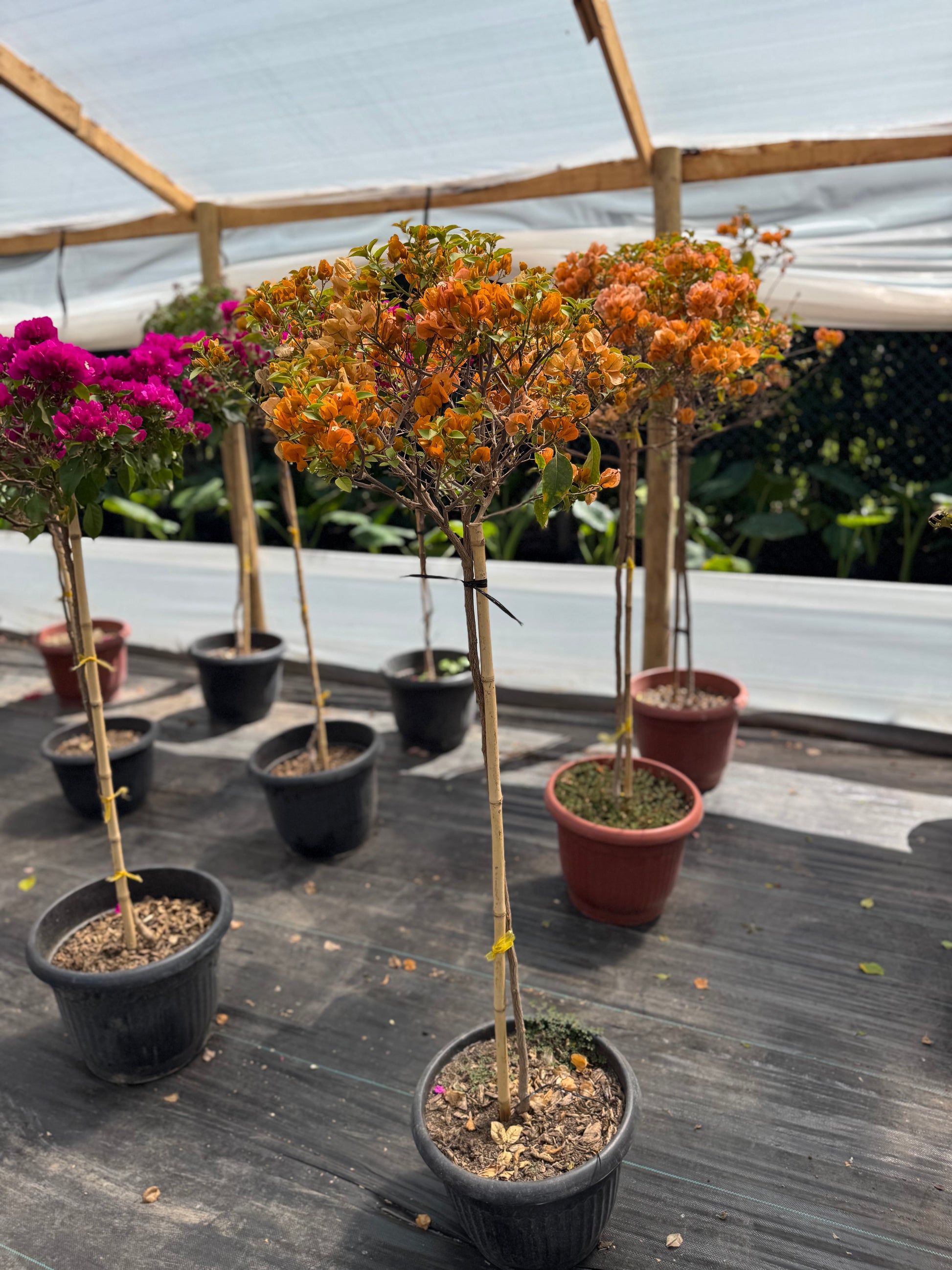 Bugamibilia Pie Alto Grande