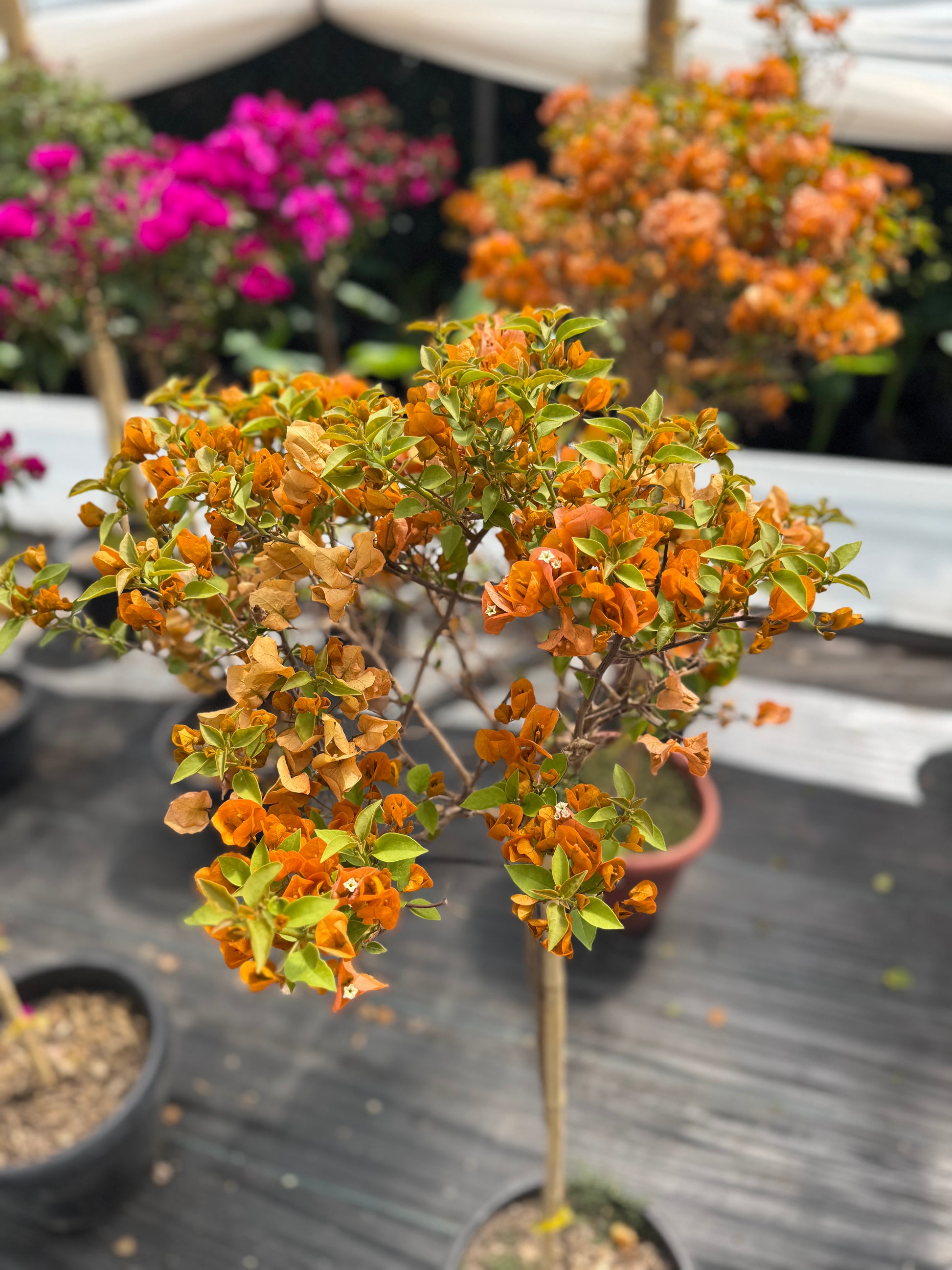 Bugamibilia Pie Alto Grande