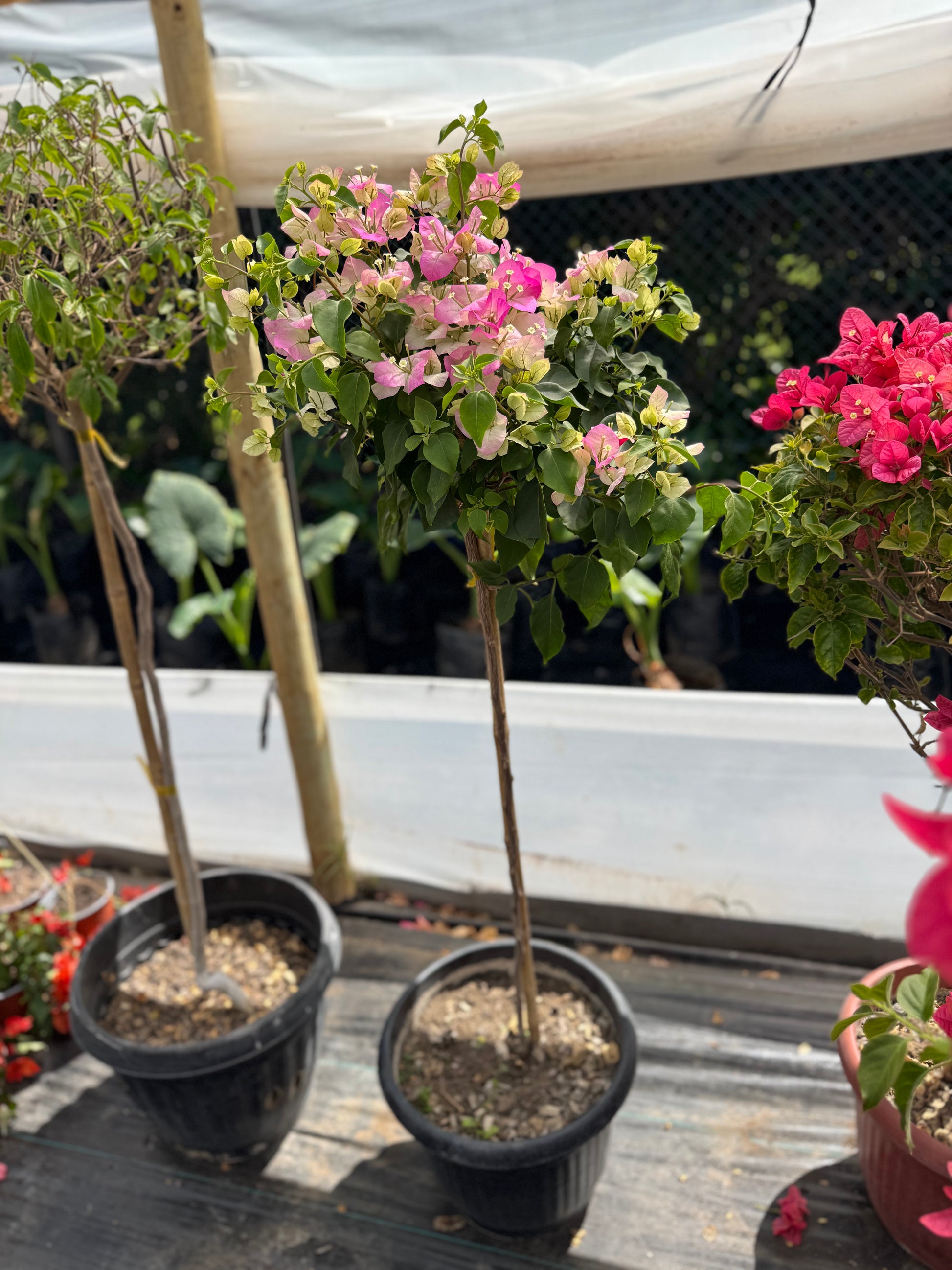 Bugamibilia Pie Alto Grande