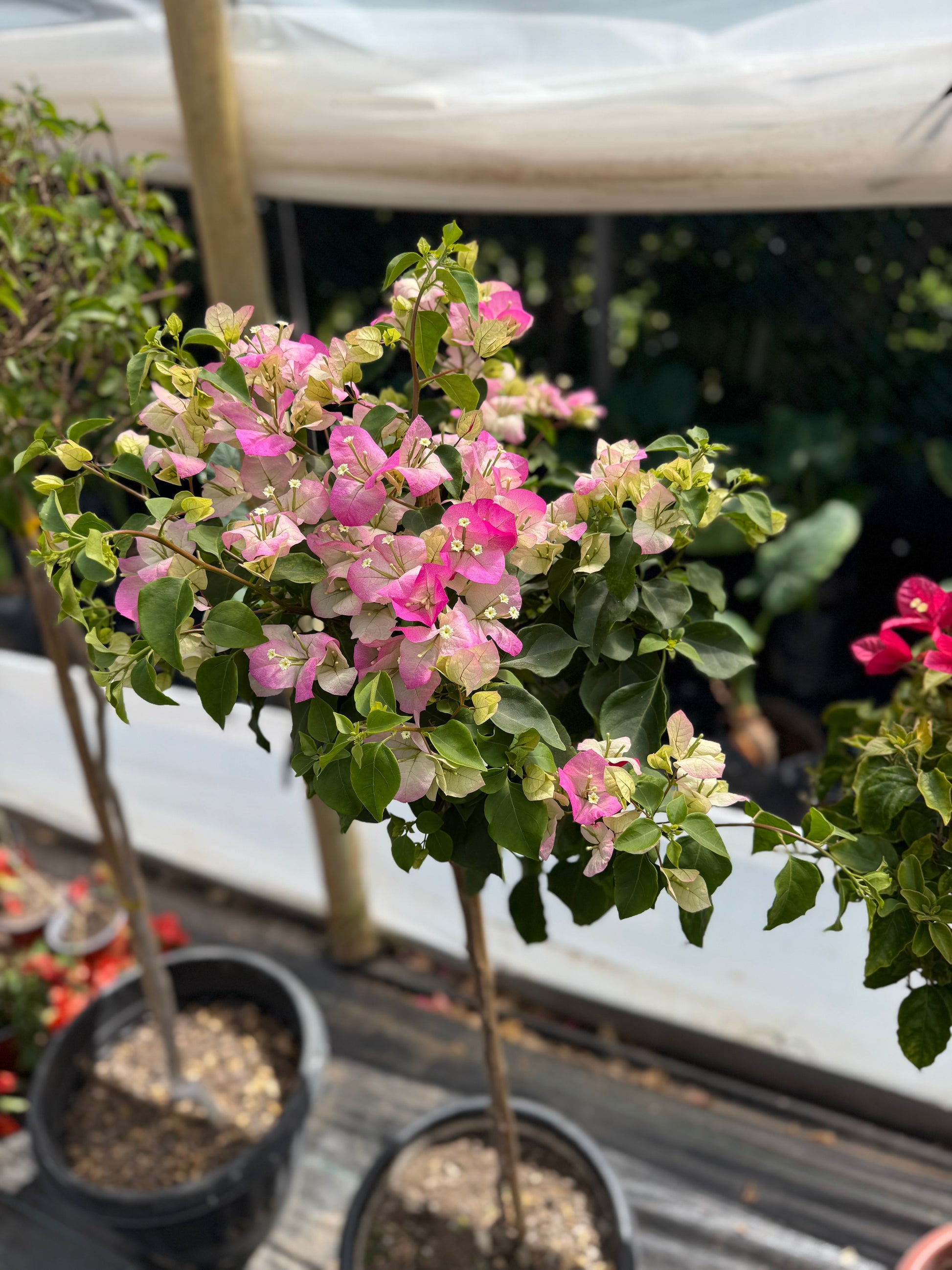 Bugamibilia Pie Alto Grande