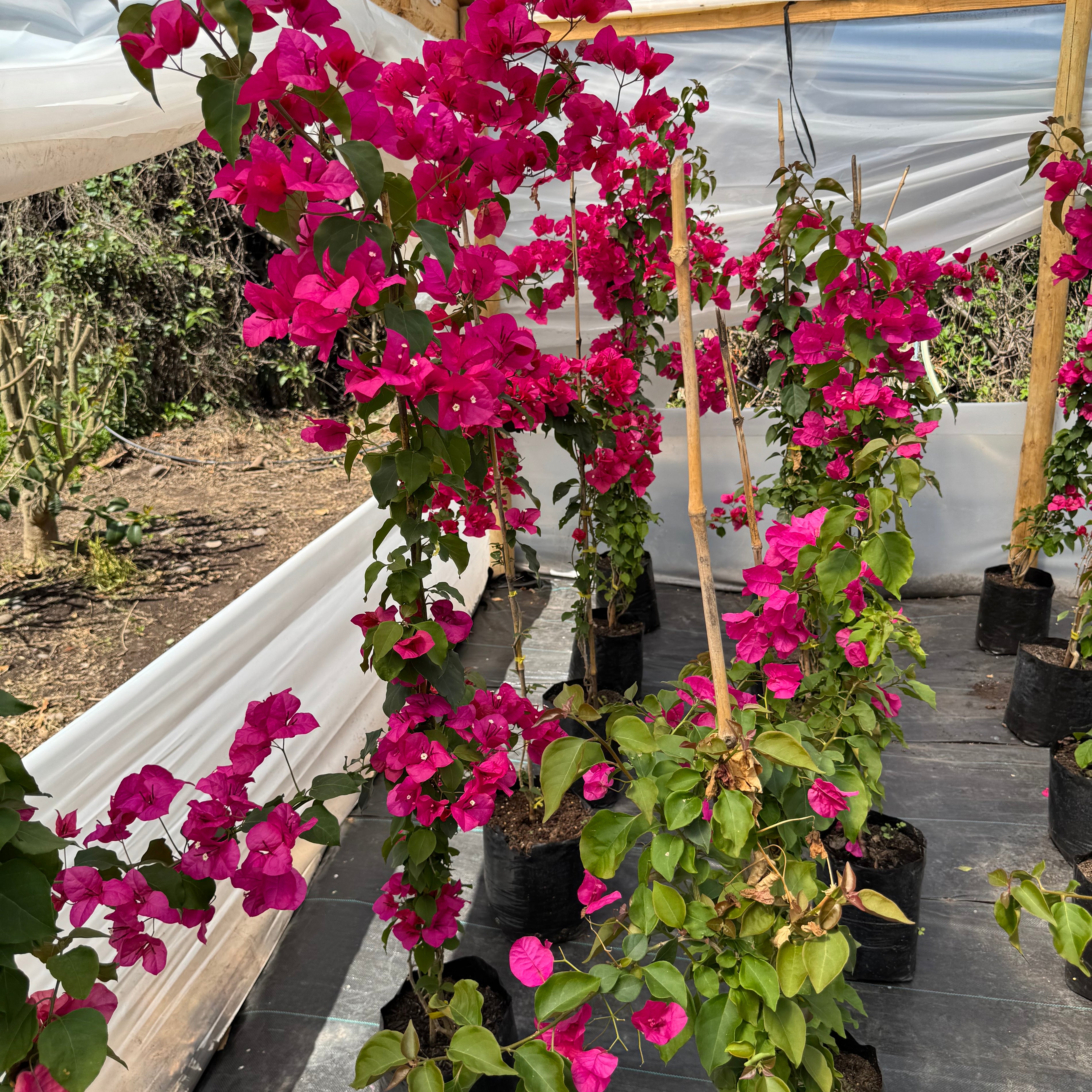 Bugambilia Enredadera