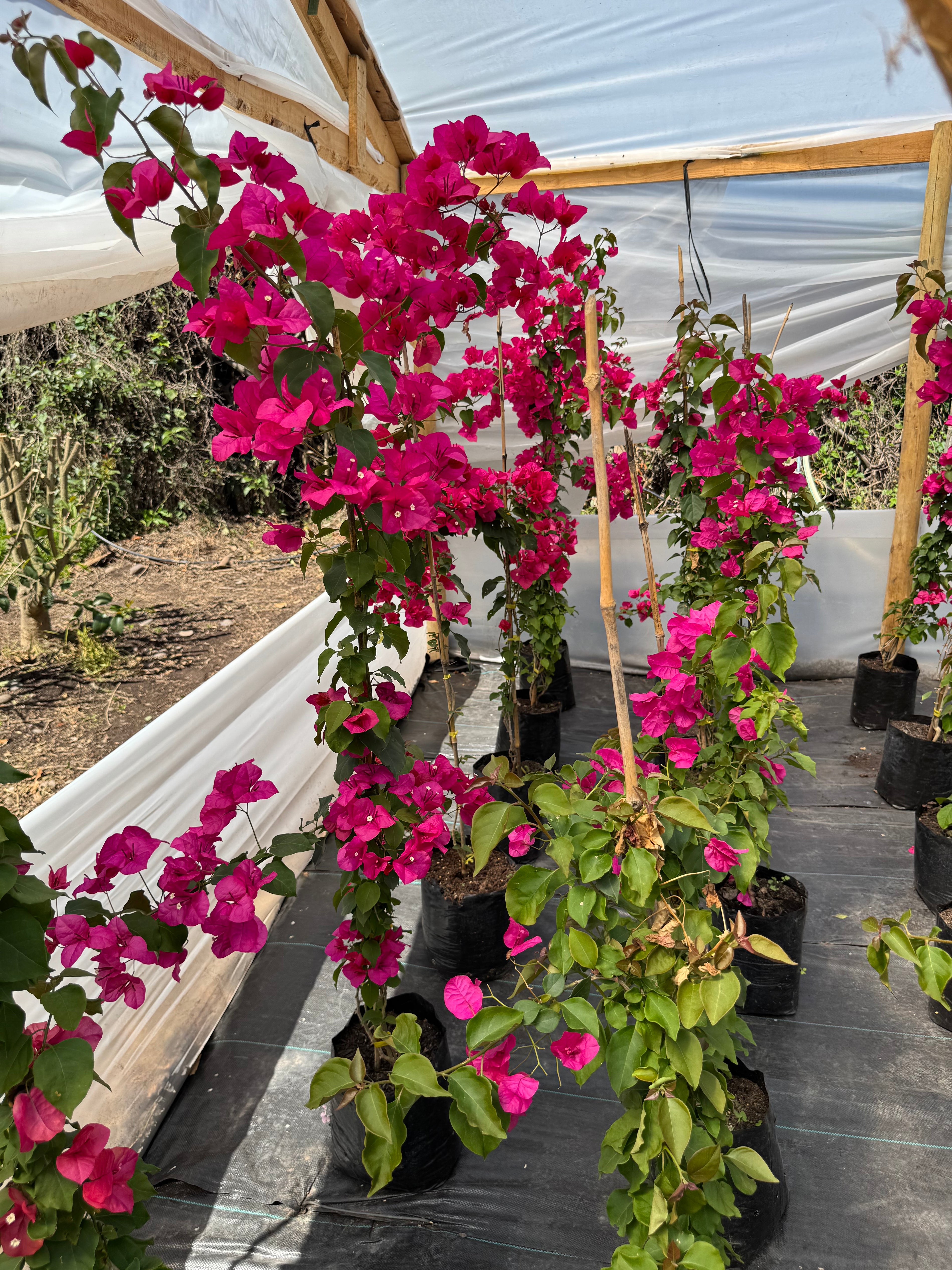 Bugambilia Enredadera