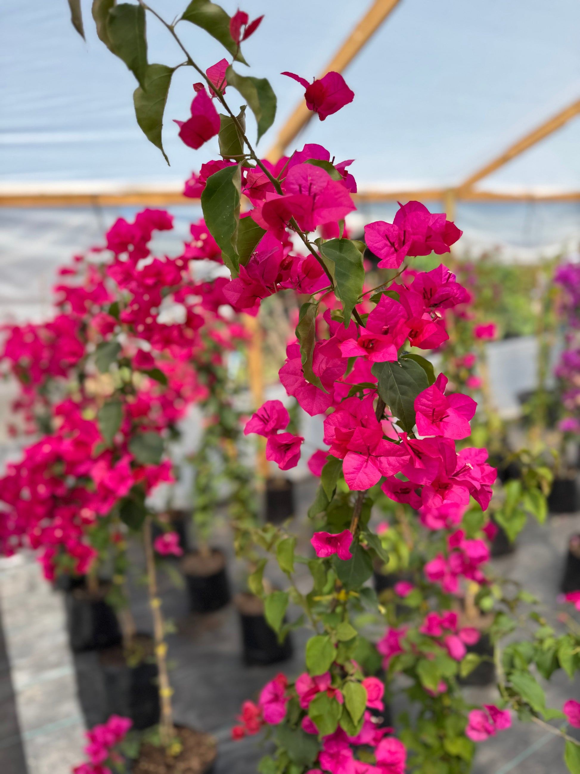Bugambilia Enredadera