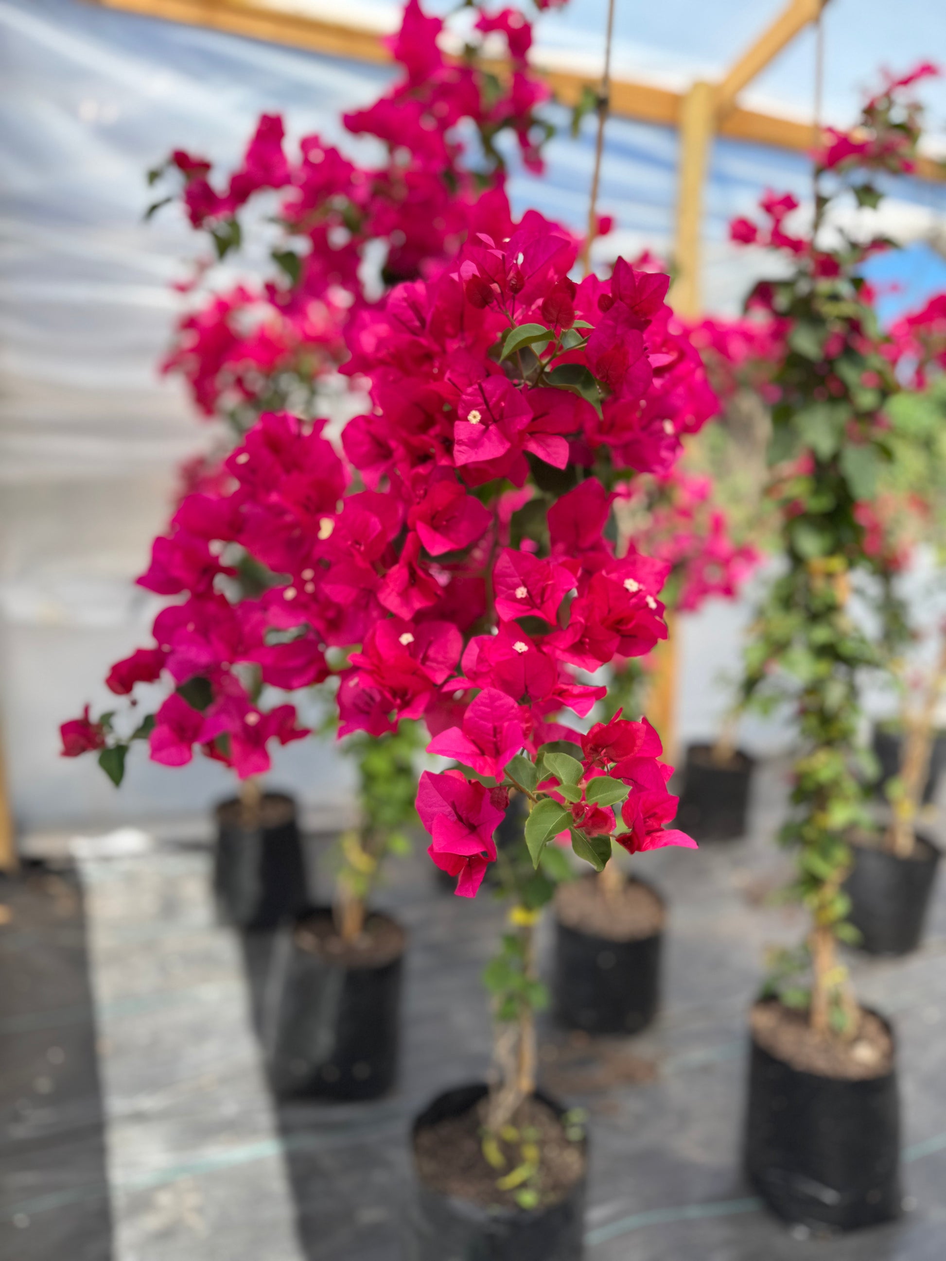 Bugambilia Enredadera