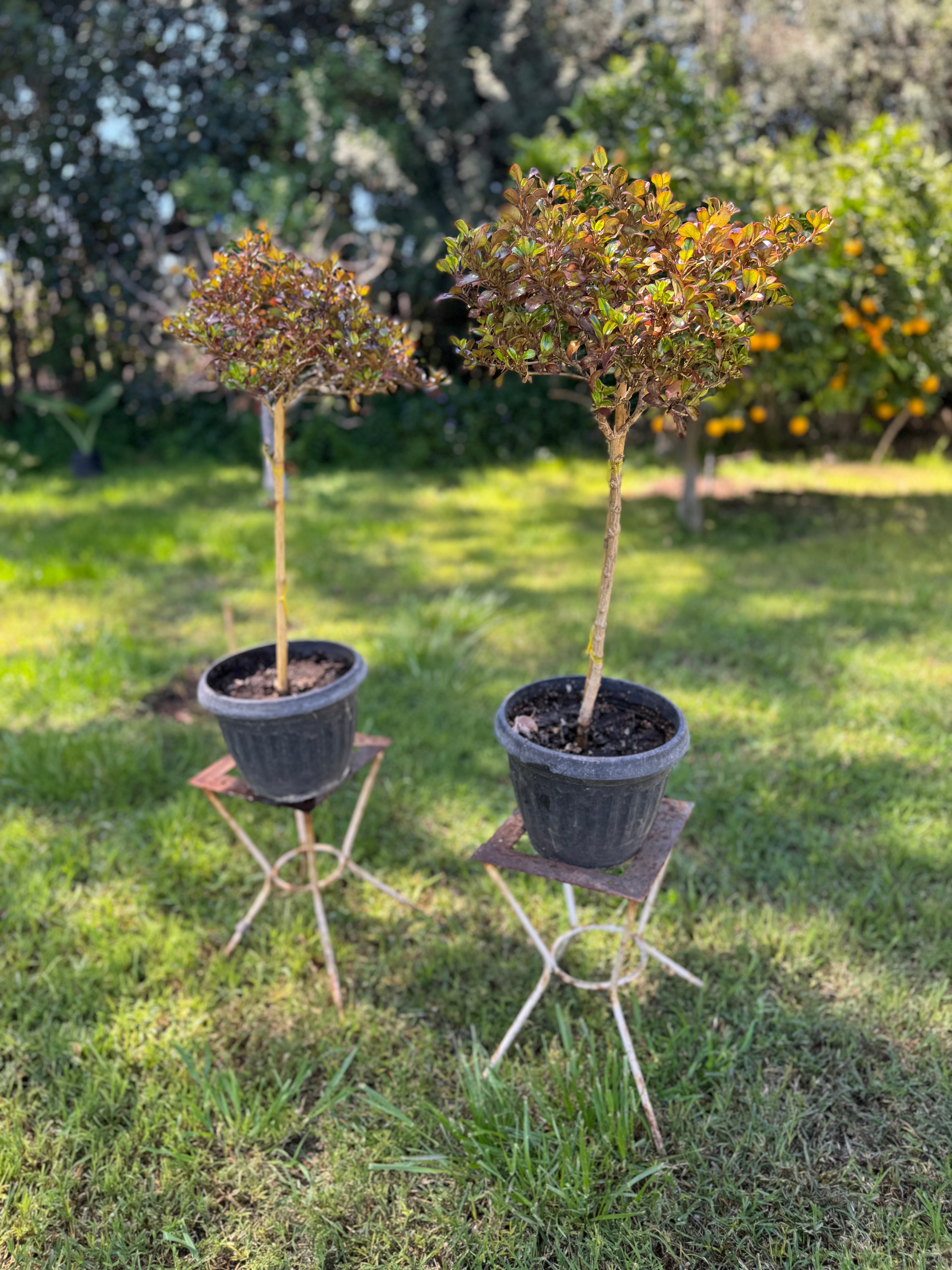 Plantas Pie Alto Pequeñas