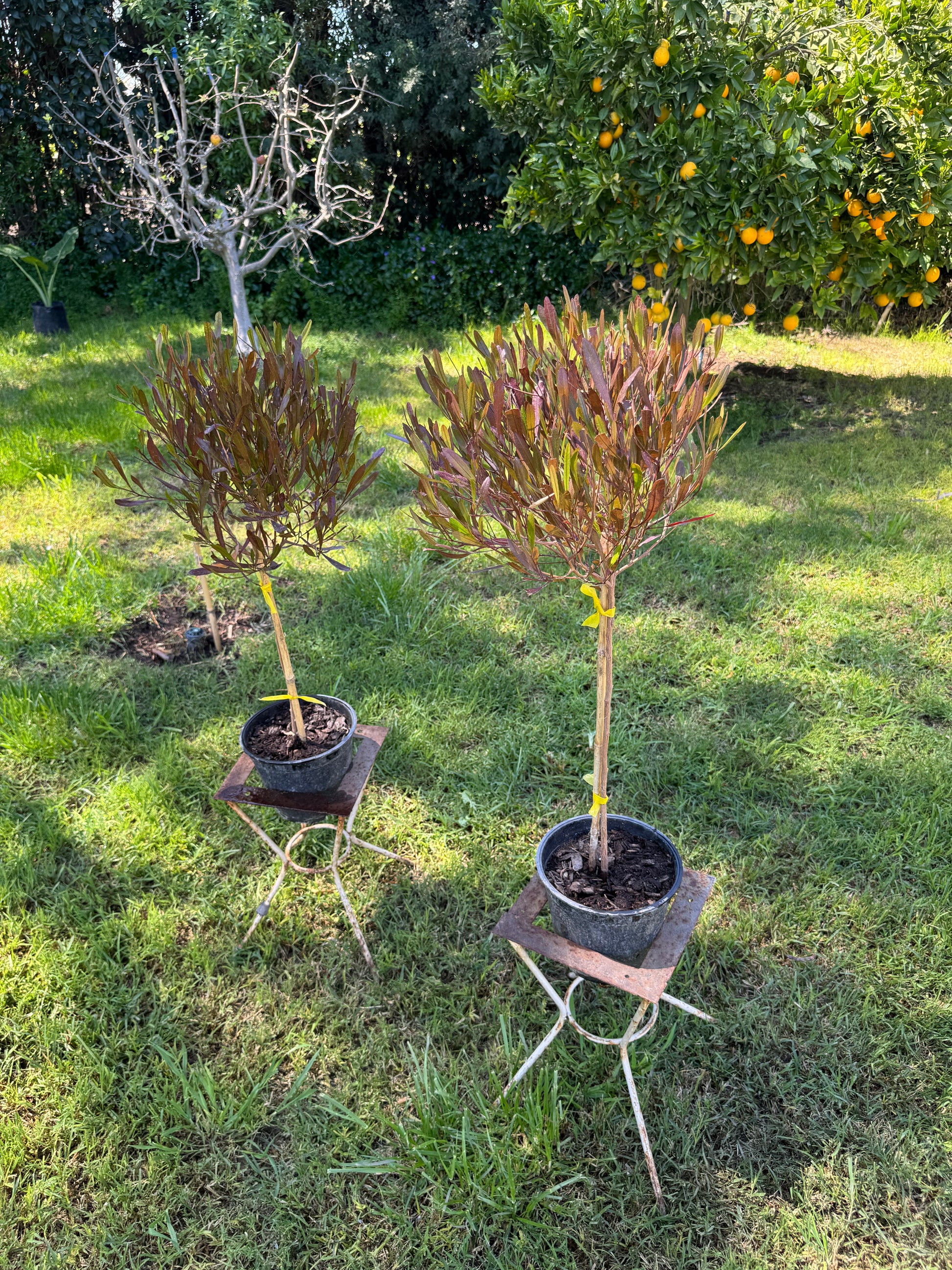 Plantas Pie Alto Pequeñas