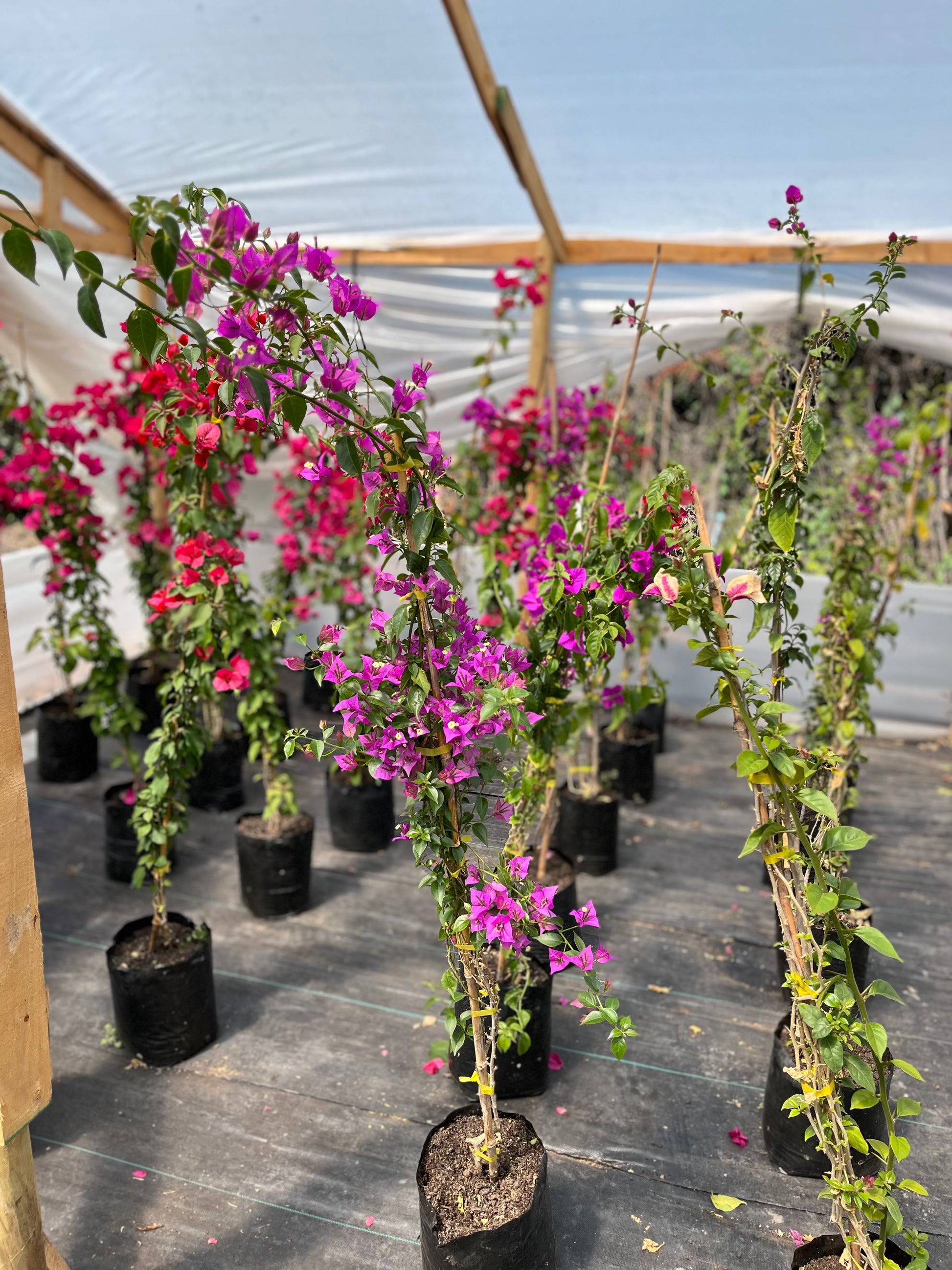 Bugambilia Enredadera