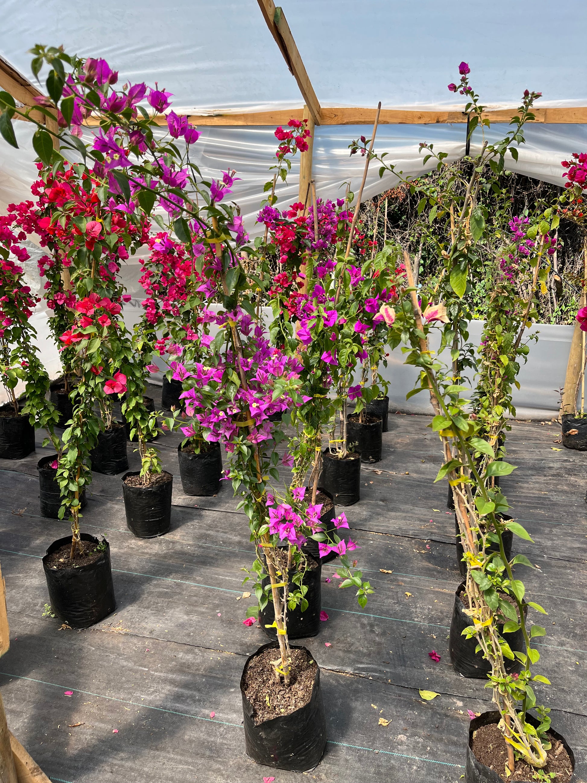 Bugambilia Enredadera