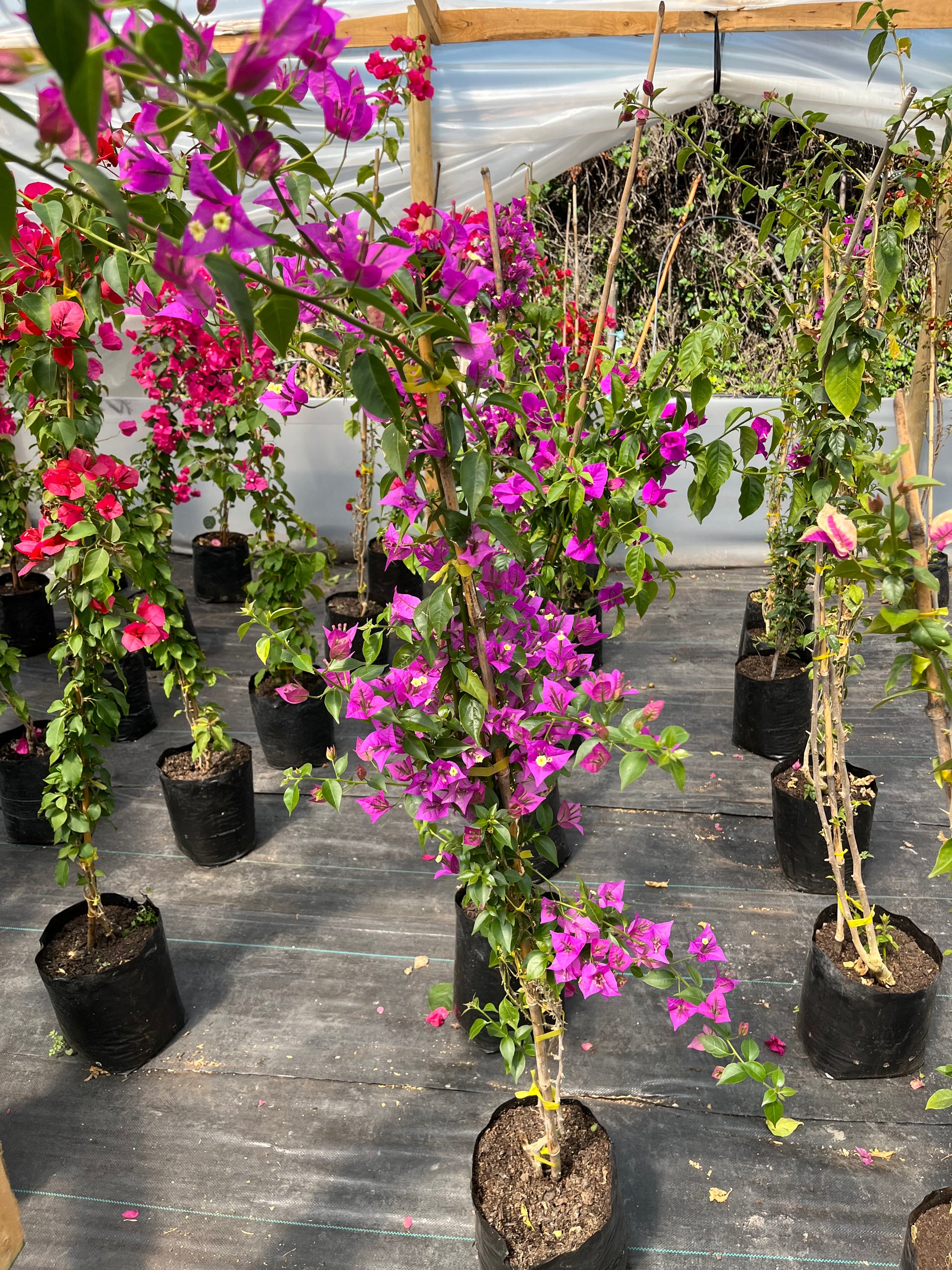 Bugambilia Enredadera