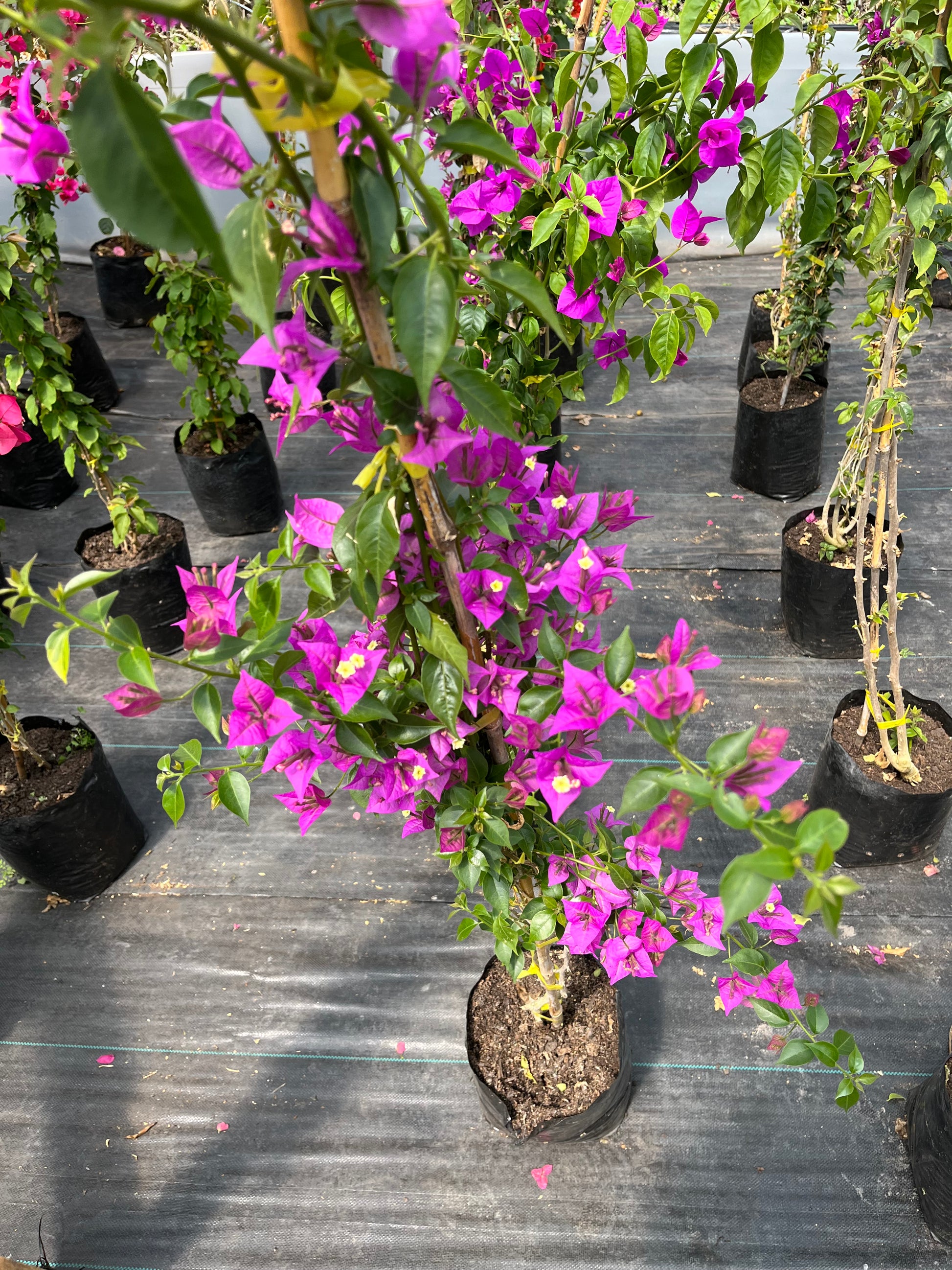 Bugambilia Enredadera