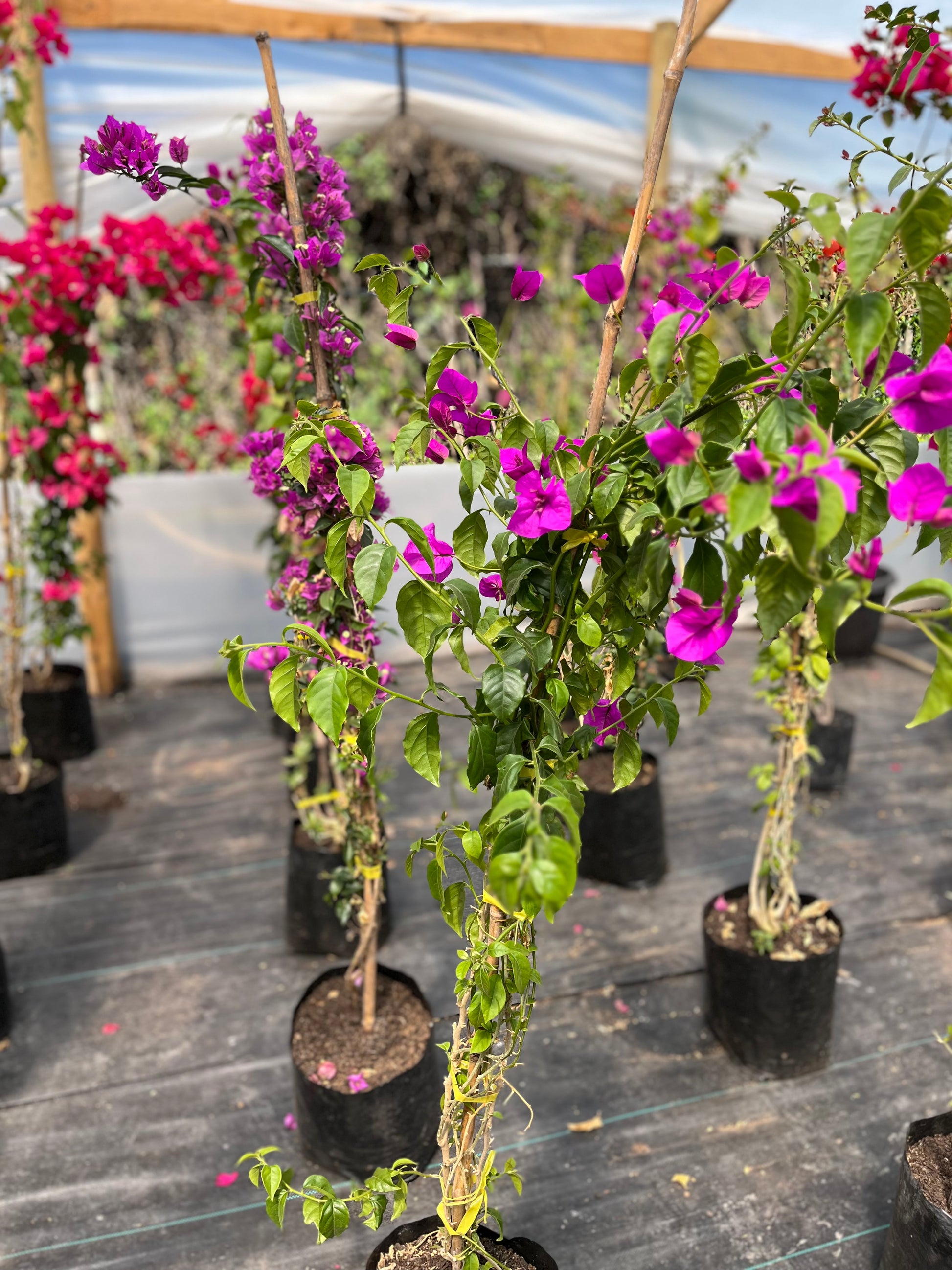 Bugambilia Enredadera