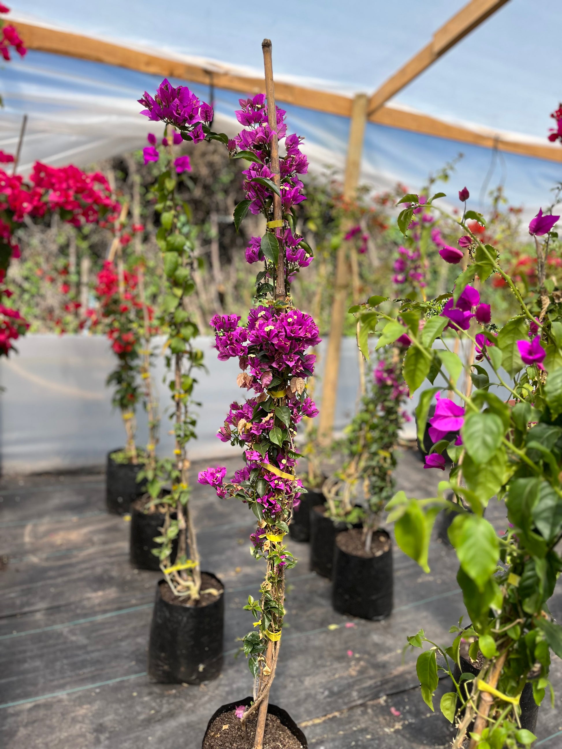 Bugambilia Enredadera