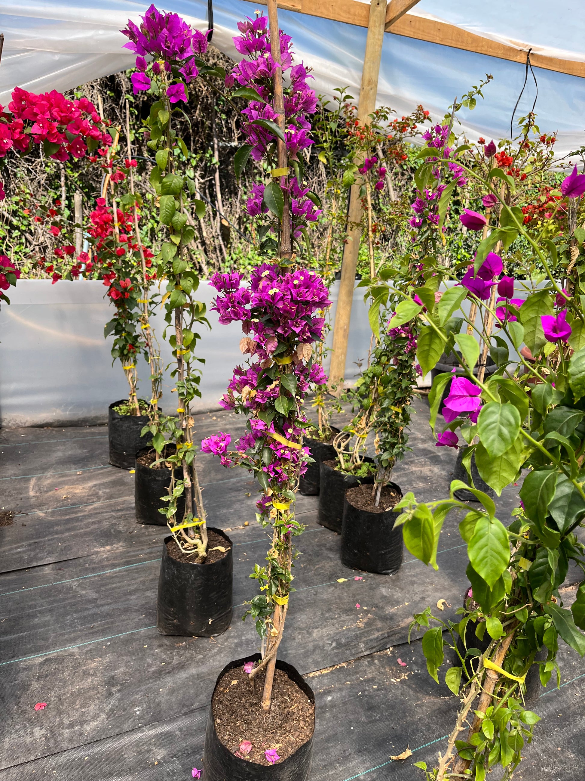 Bugambilia Enredadera