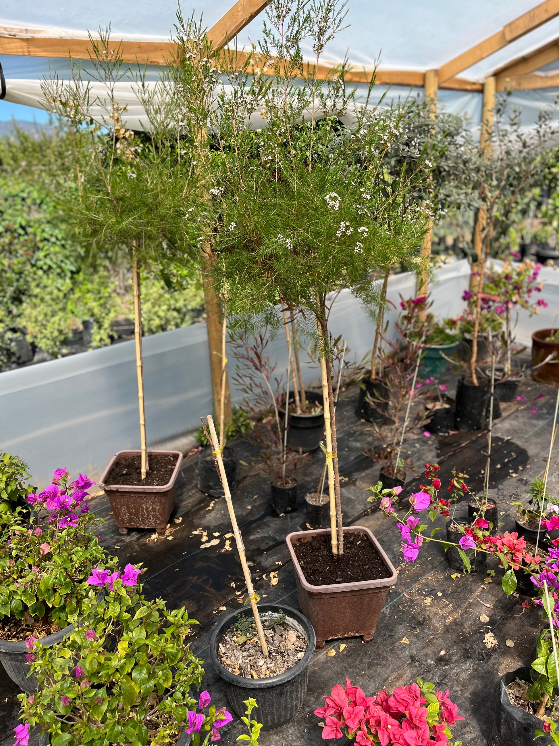 Plantas Pie Alto Grande