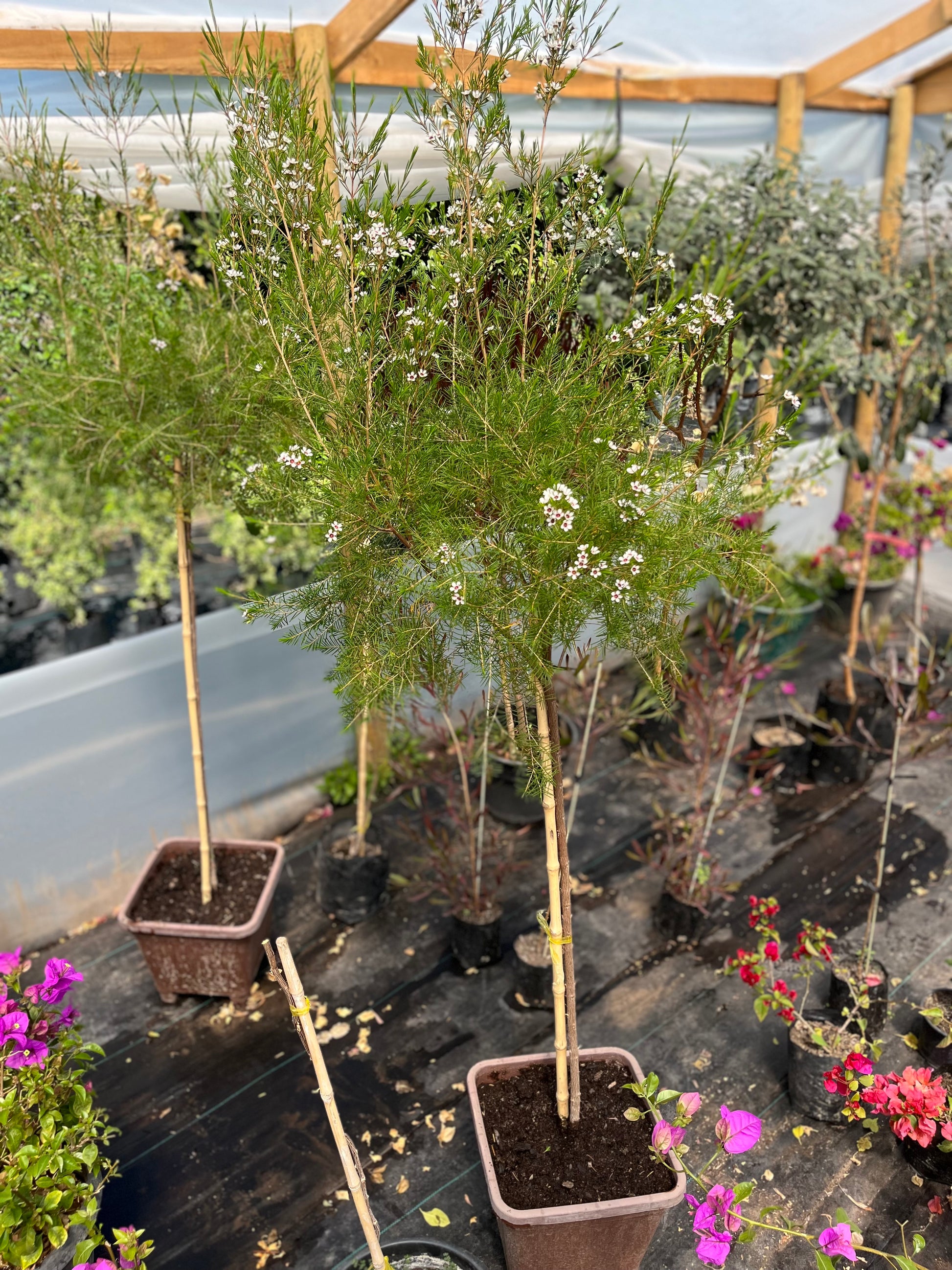 Plantas Pie Alto Grande