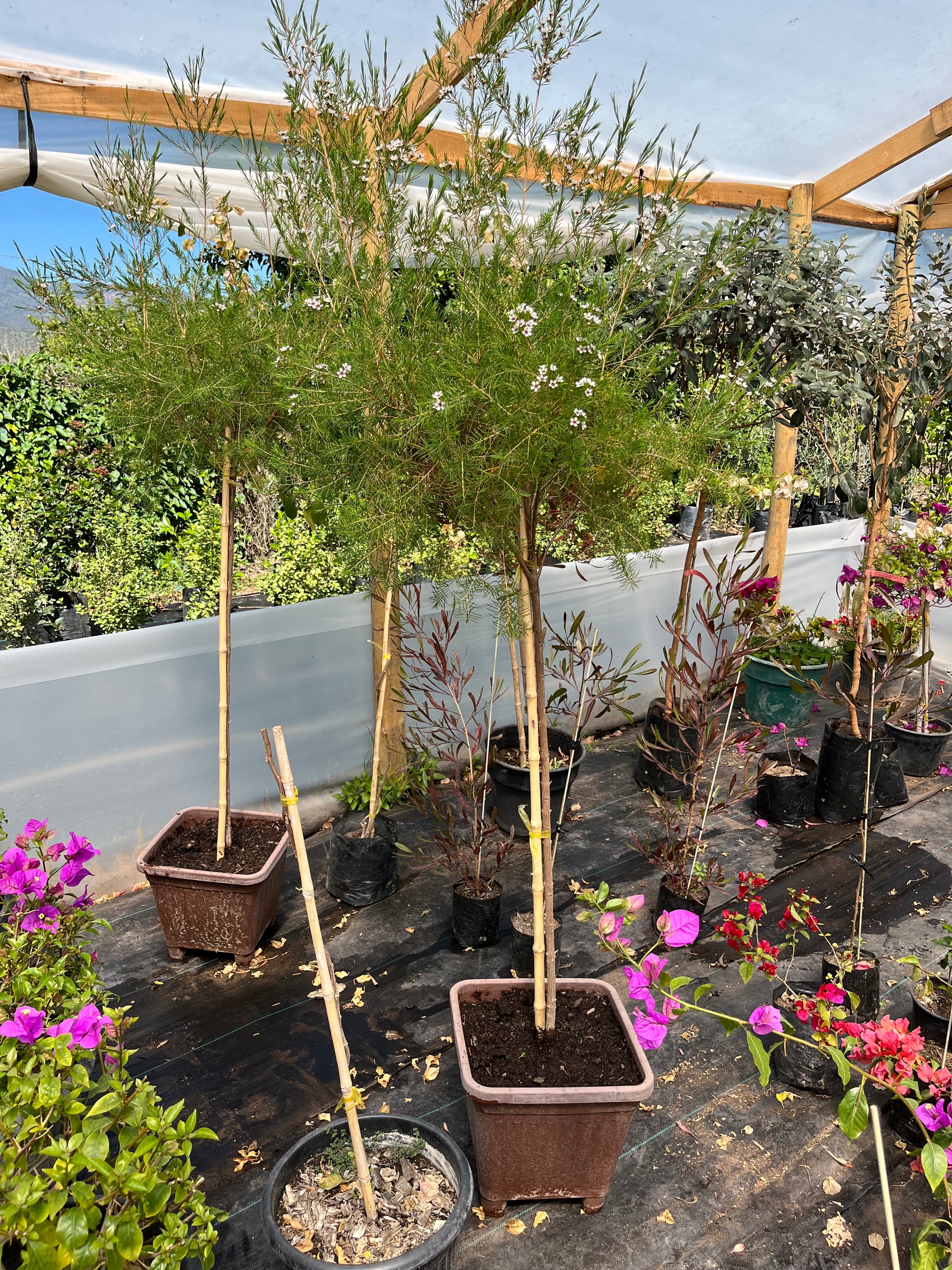 Plantas Pie Alto Grande