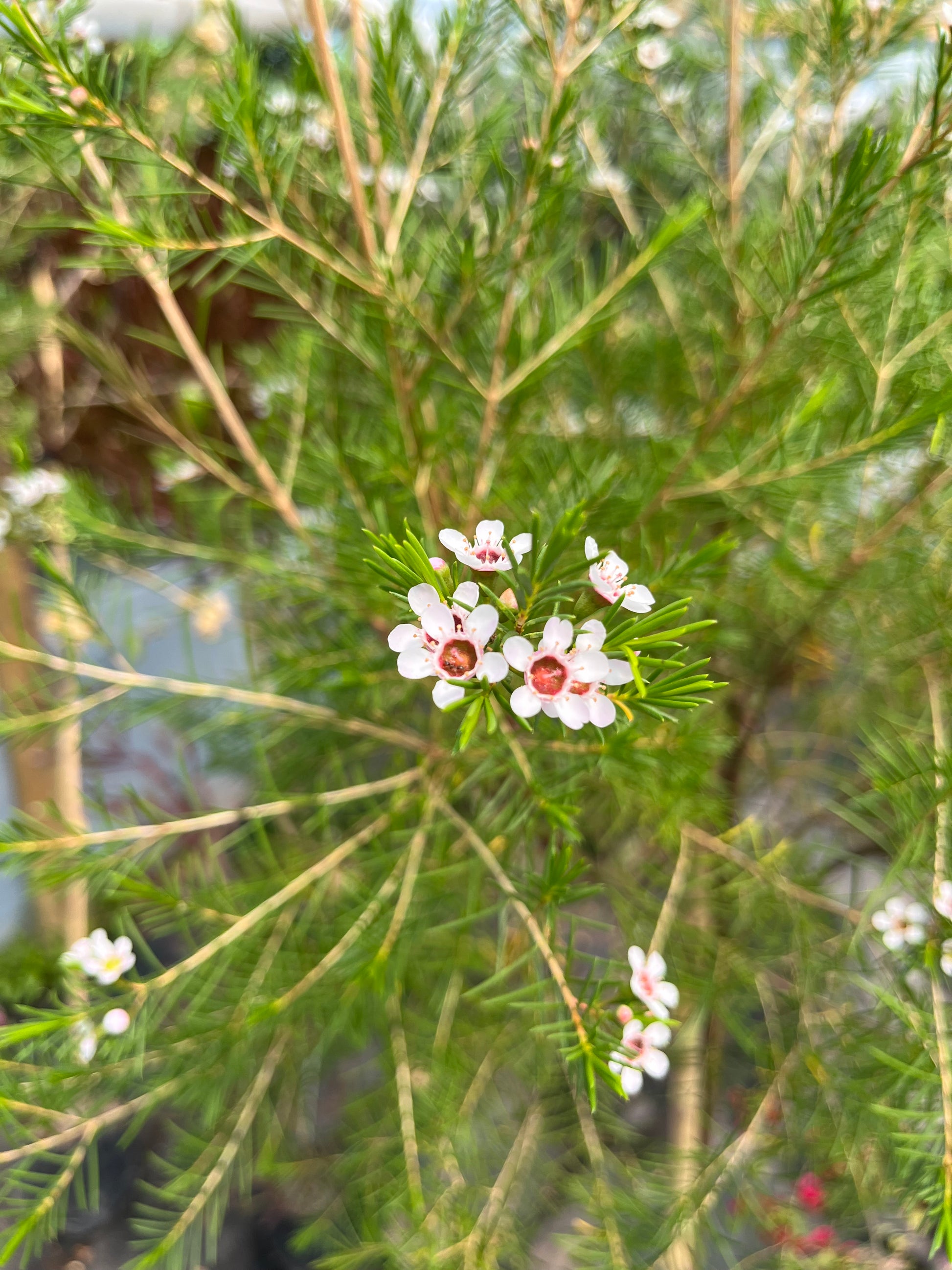 Plantas Pie Alto Grande