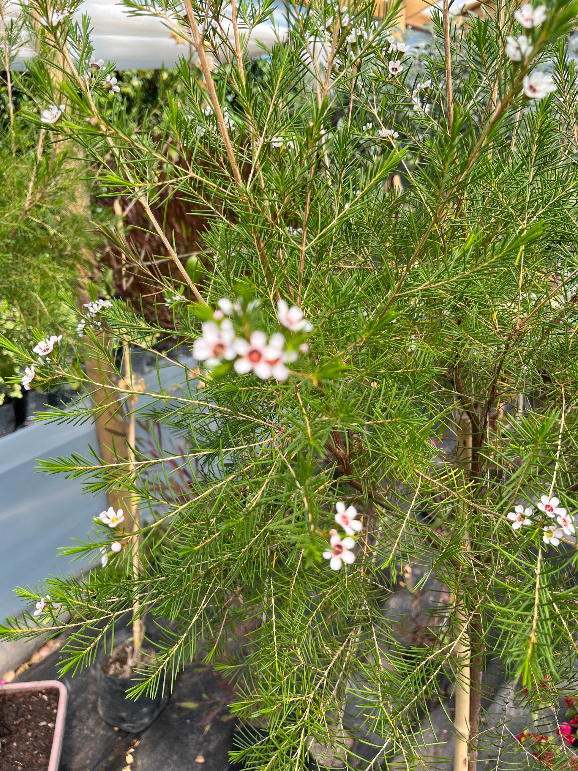 Plantas Pie Alto Grande