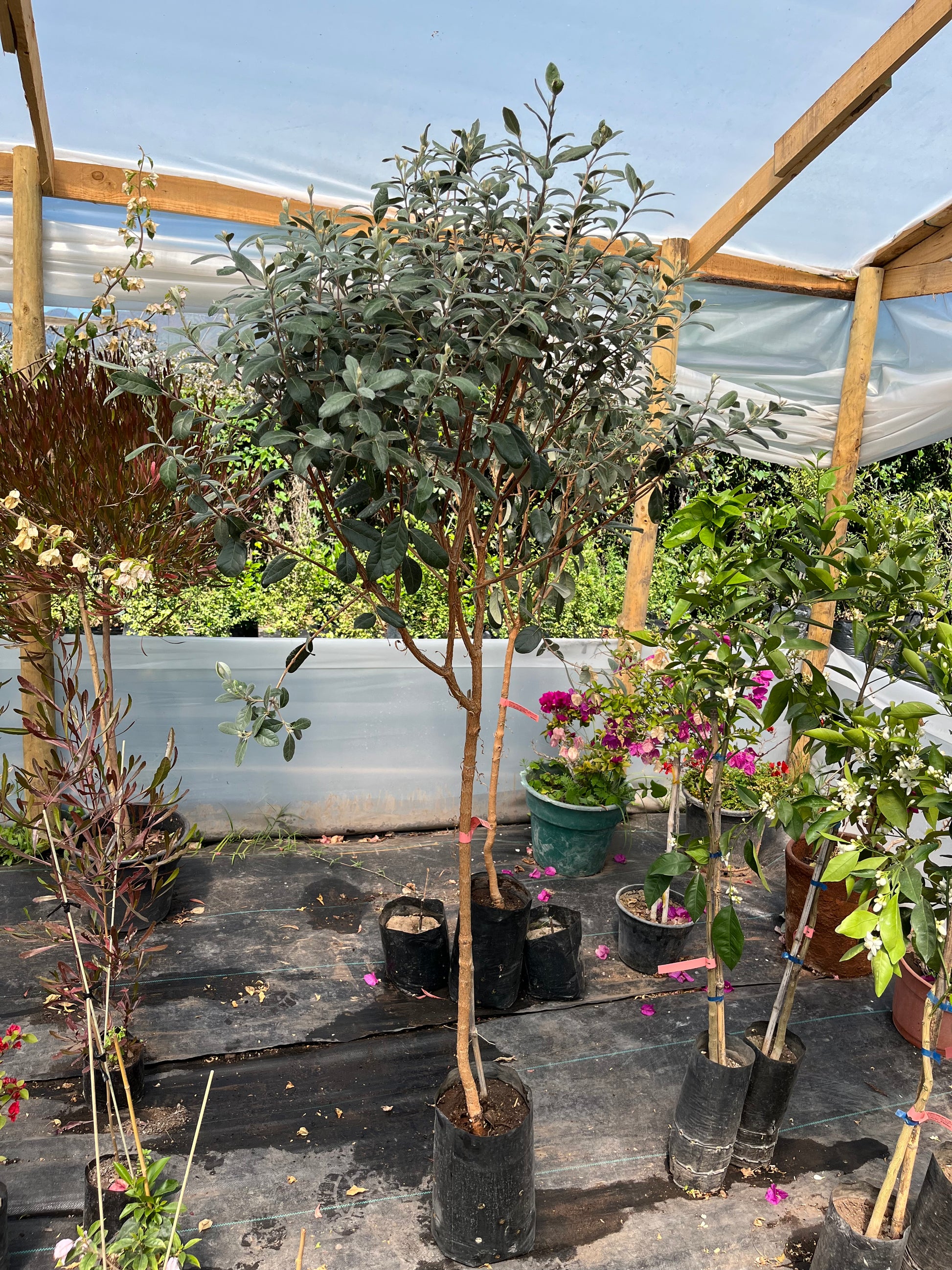 Plantas Pie Alto Grande