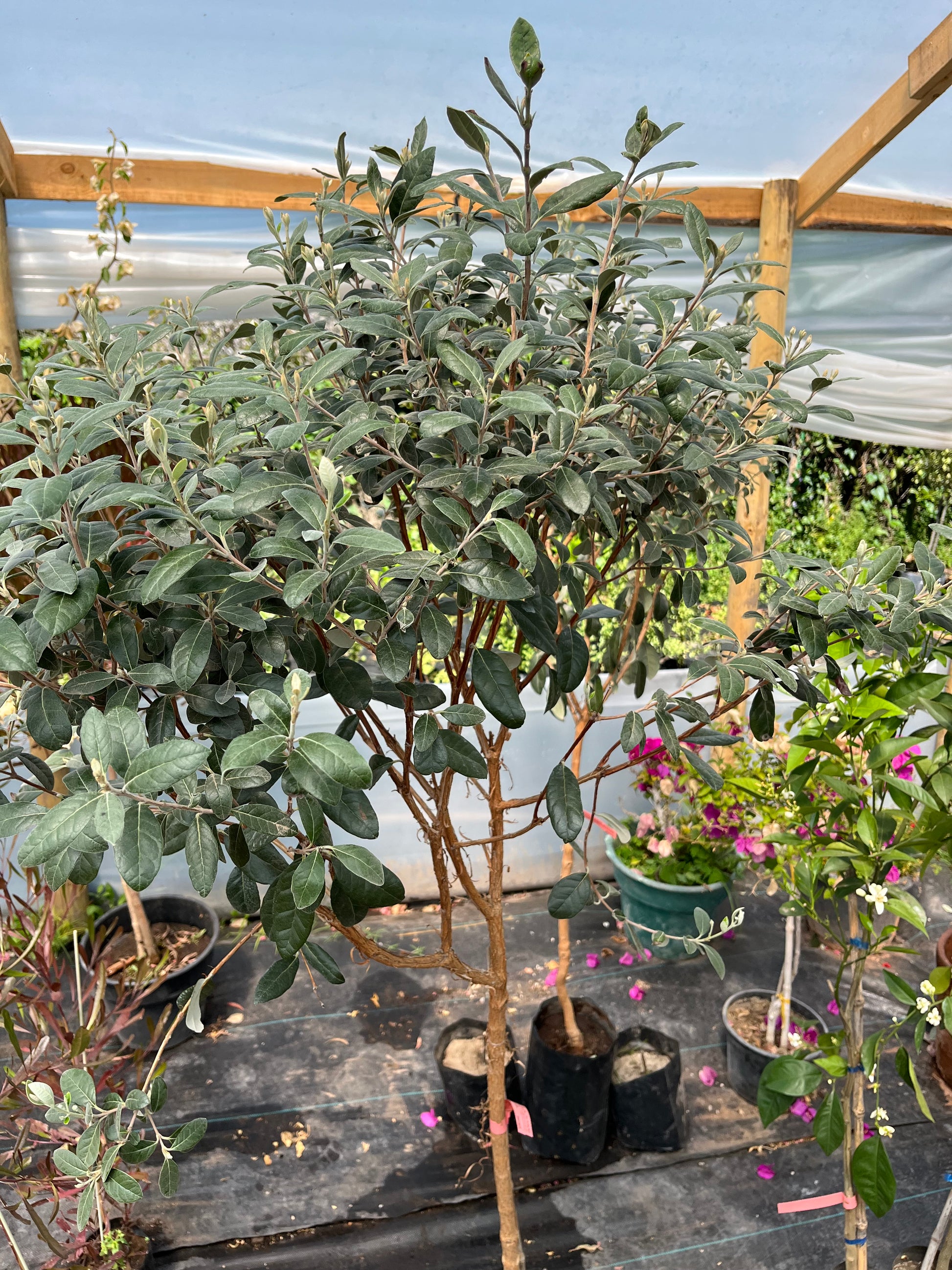 Plantas Pie Alto Grande