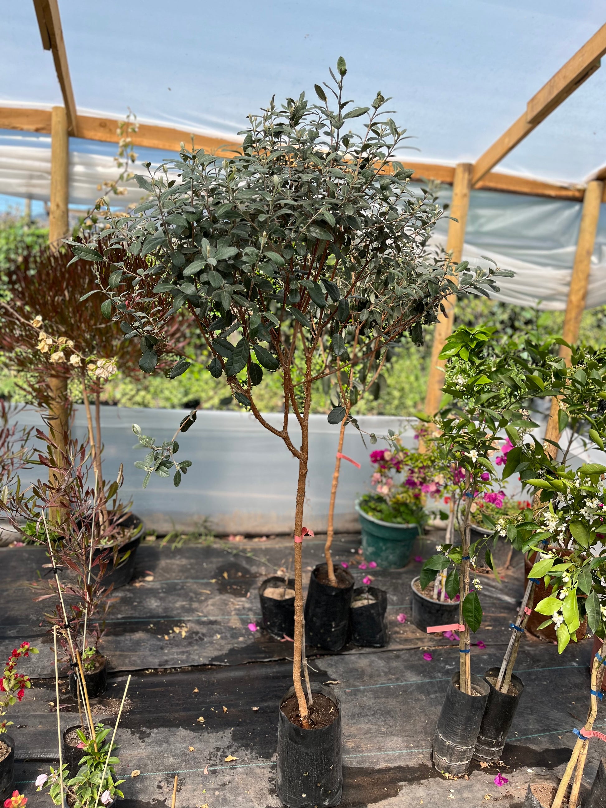 Plantas Pie Alto Grande