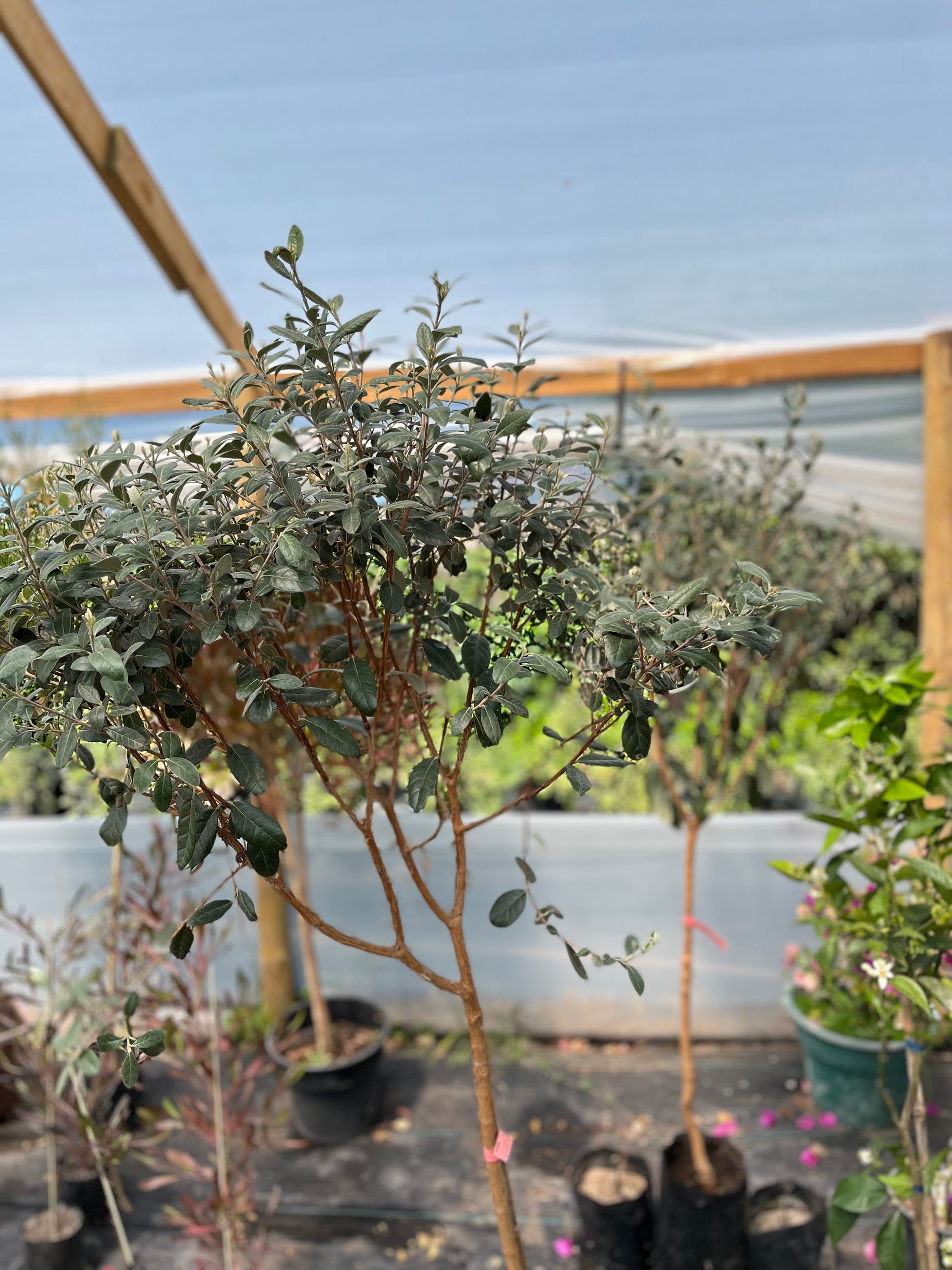 Plantas Pie Alto Grande