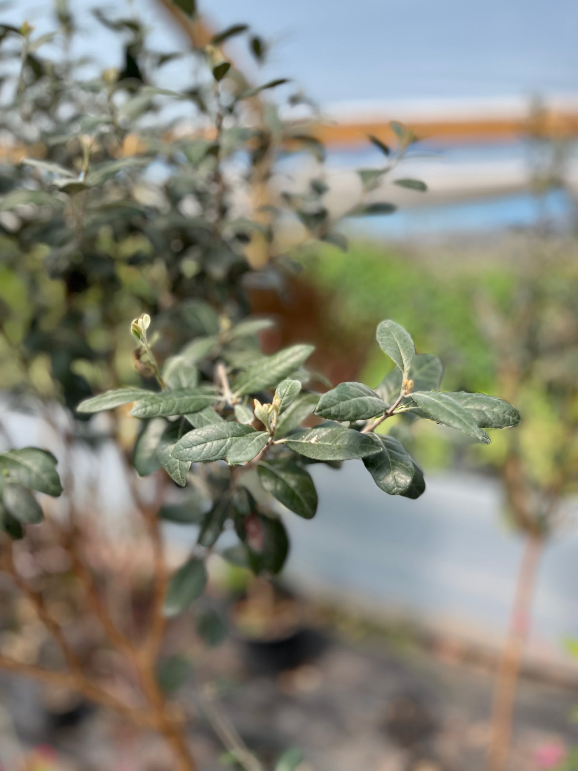 Plantas Pie Alto Grande